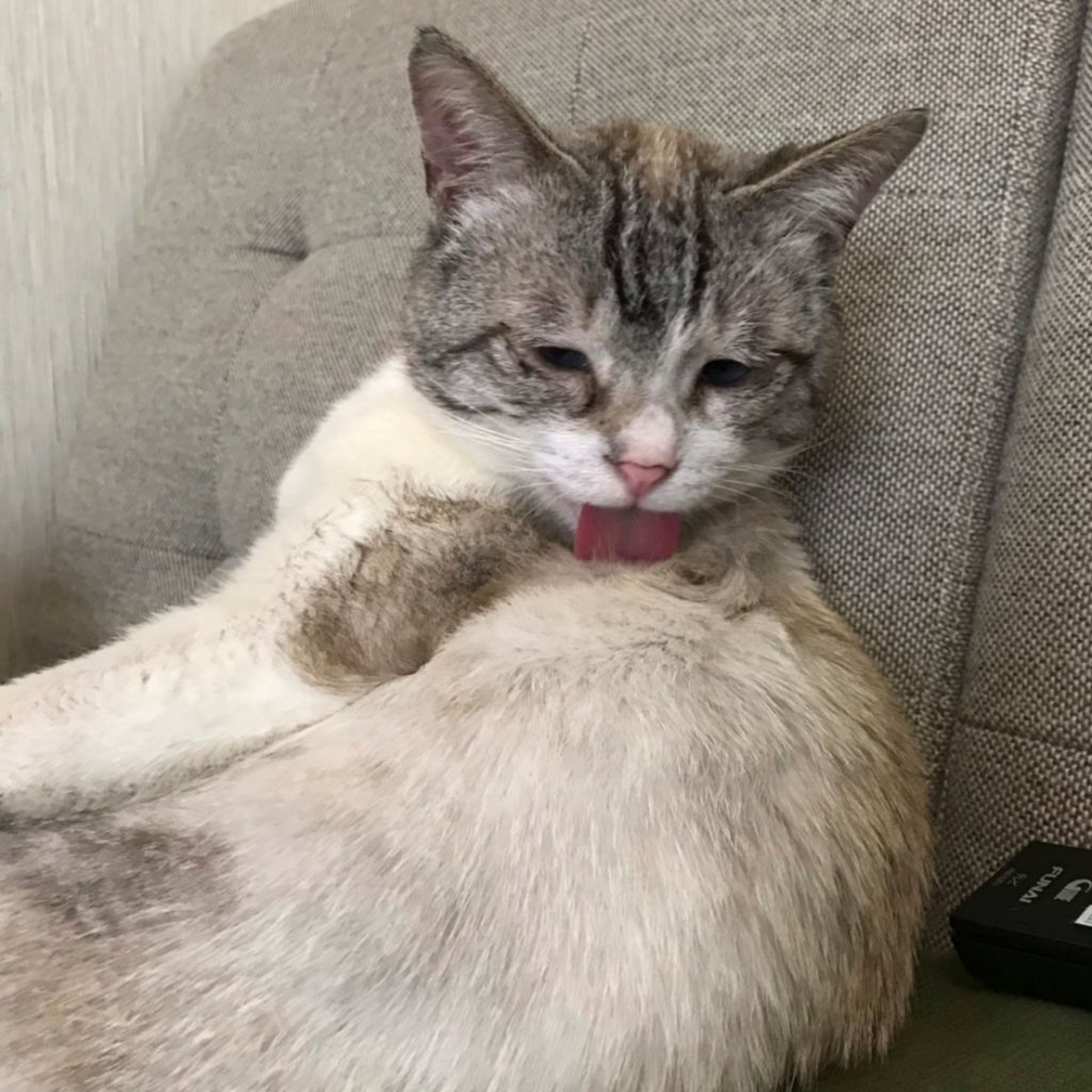 pet-image-6