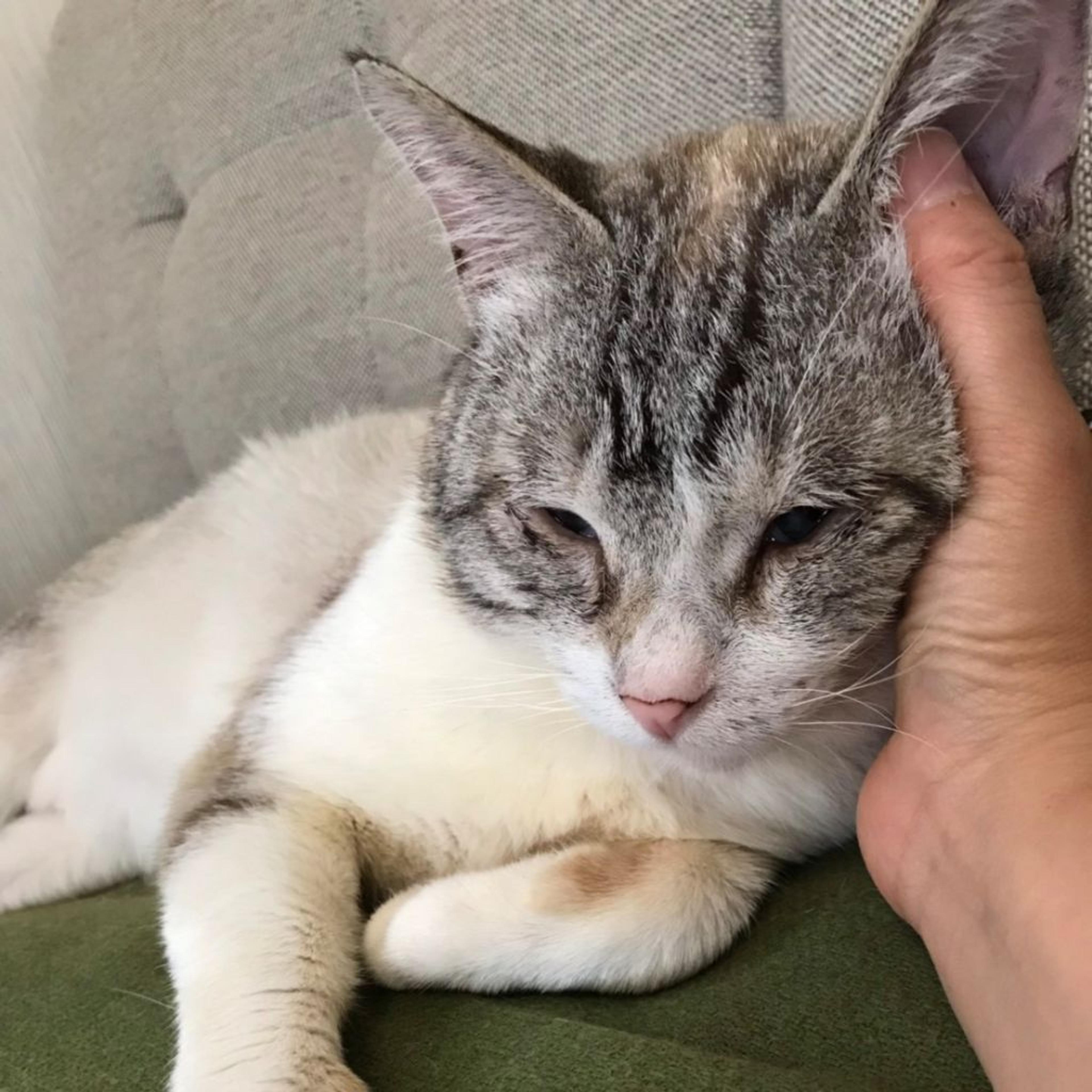 pet-image-7