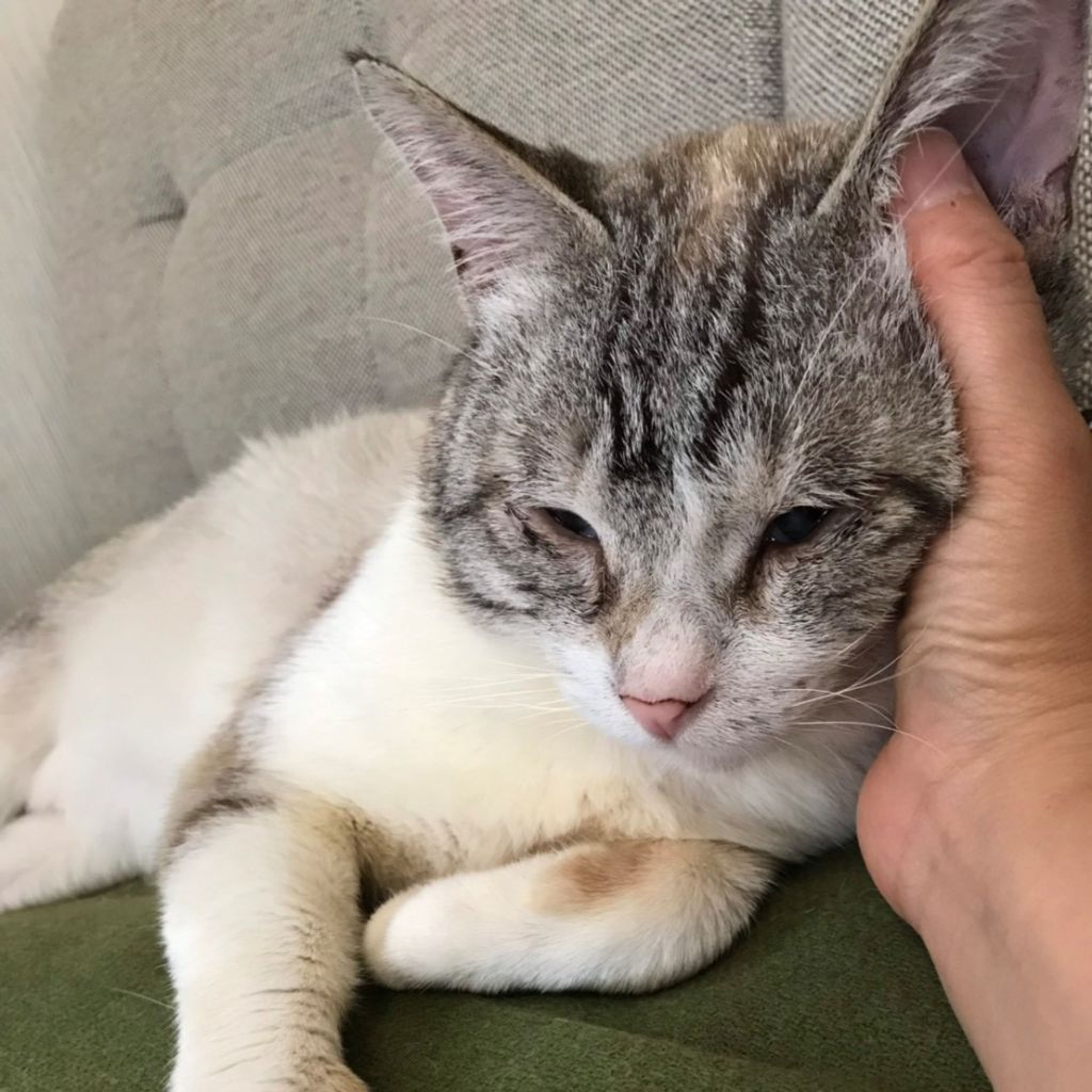 pet-image-7