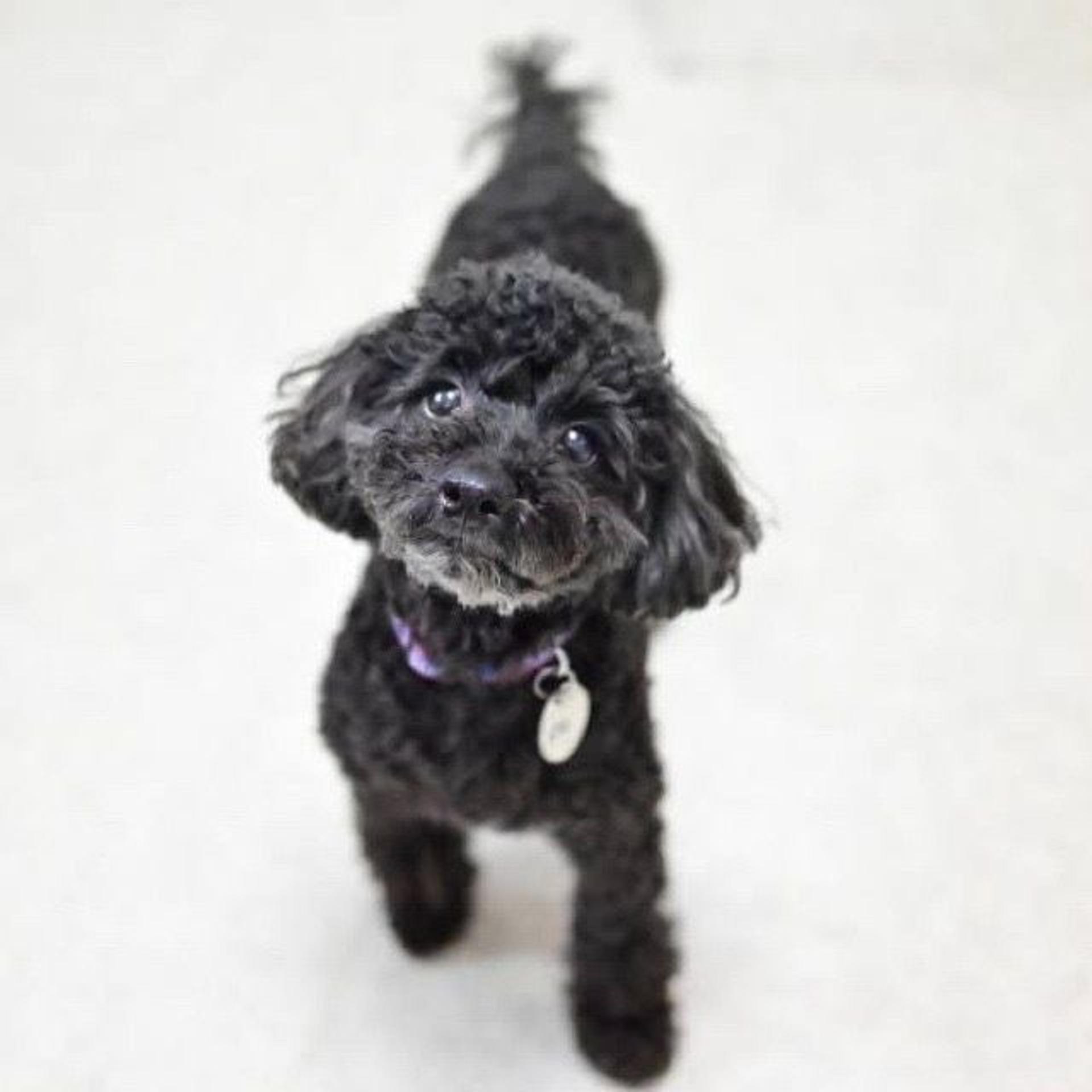 pet-image-2