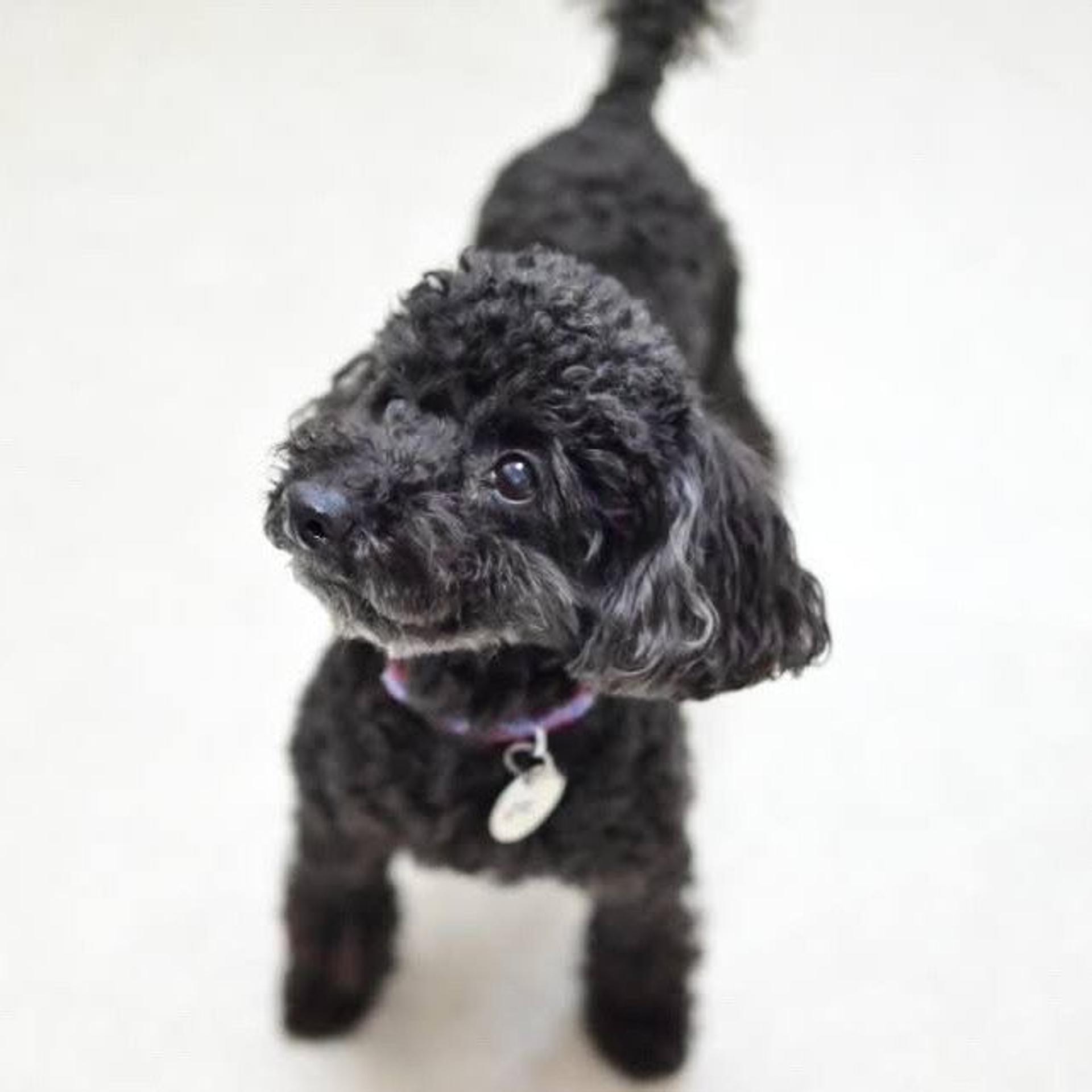 pet-image-3