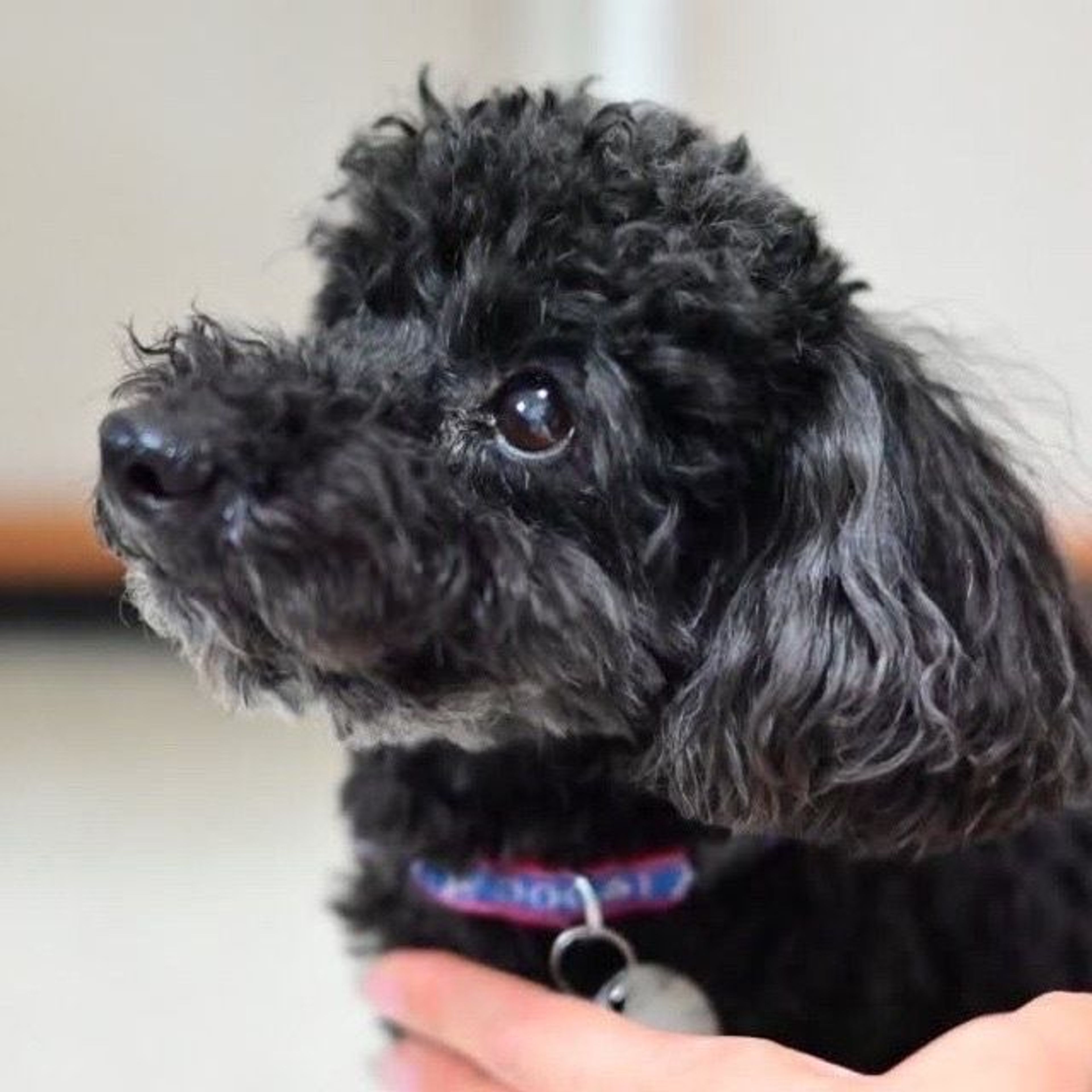 pet-image-4