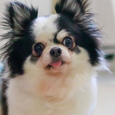 かもめちゃん