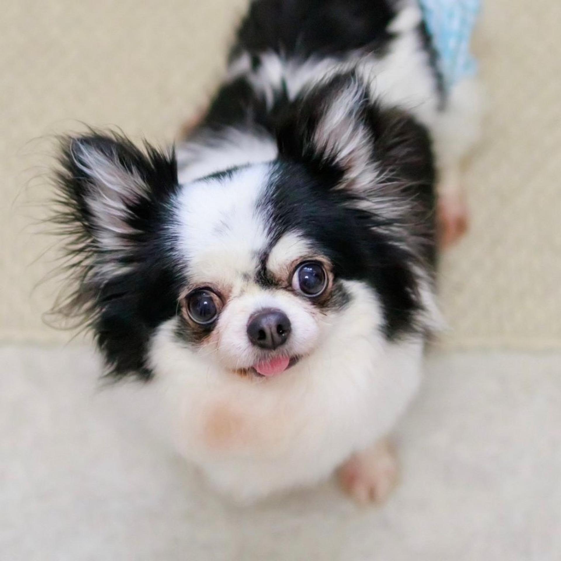 pet-image-2