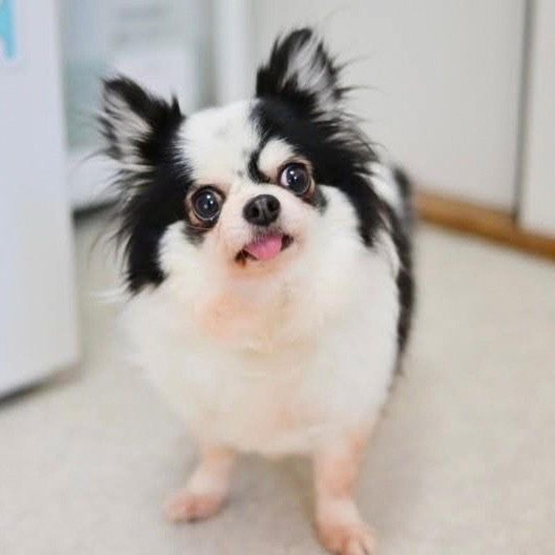 pet-image-4