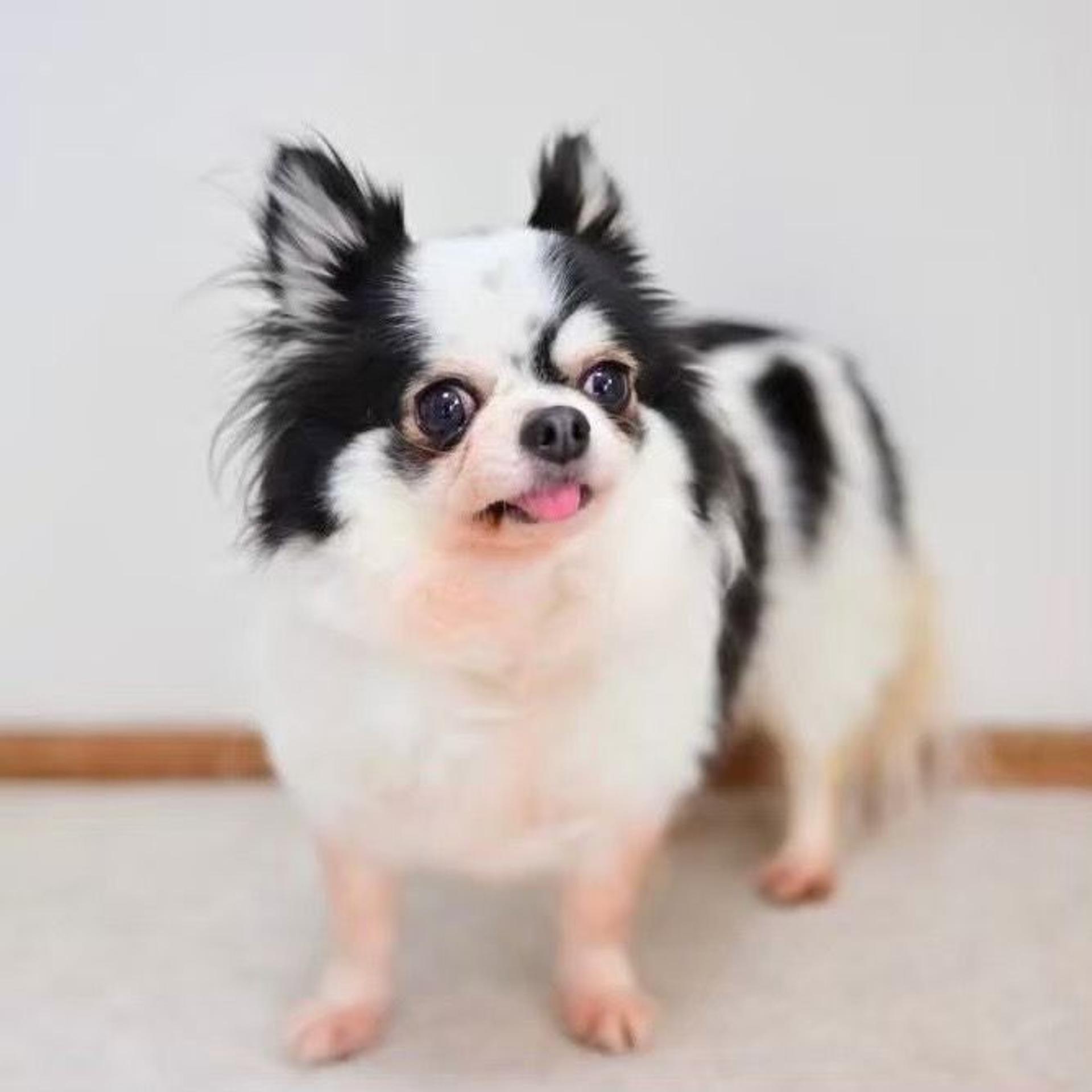 pet-image-5