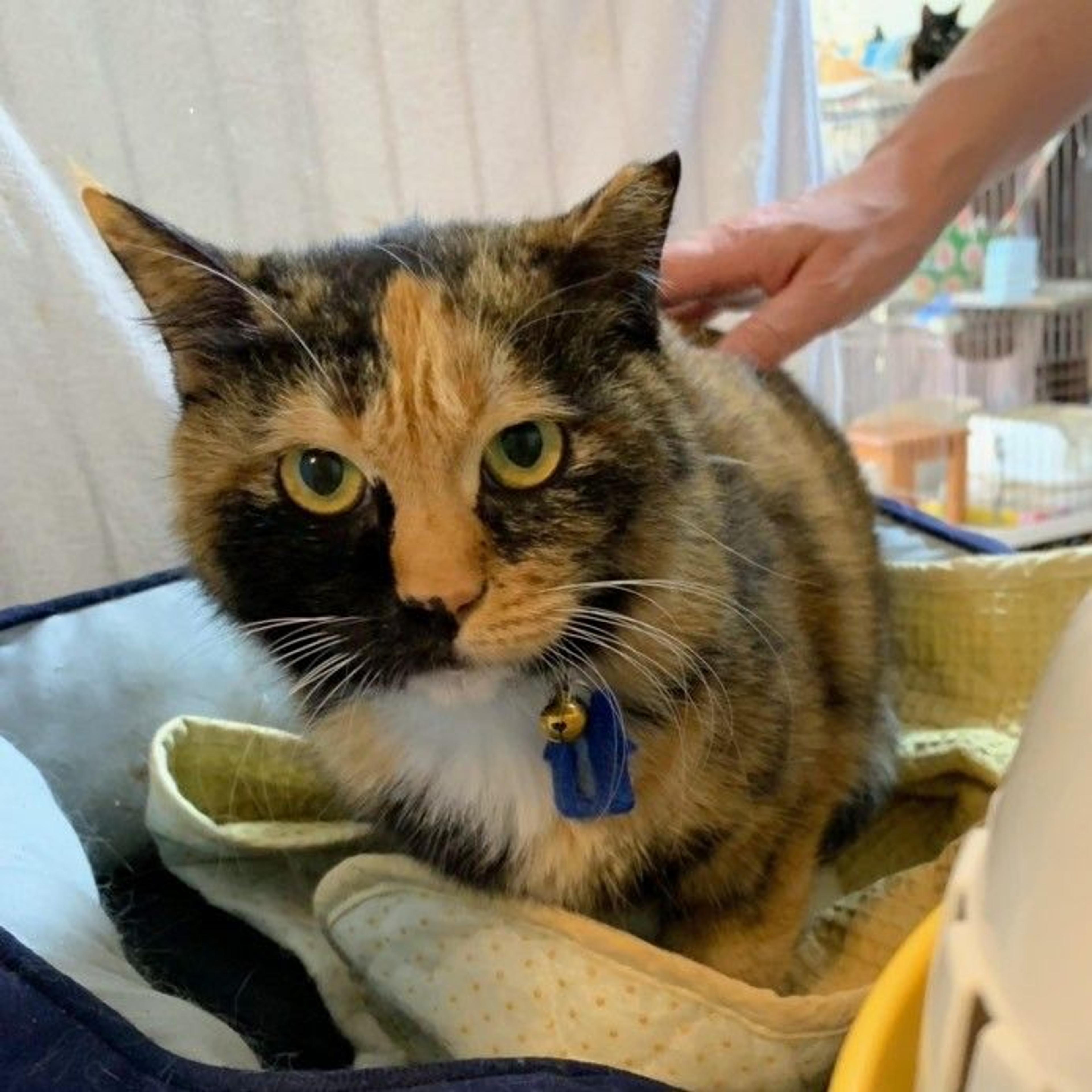 pet-image-2
