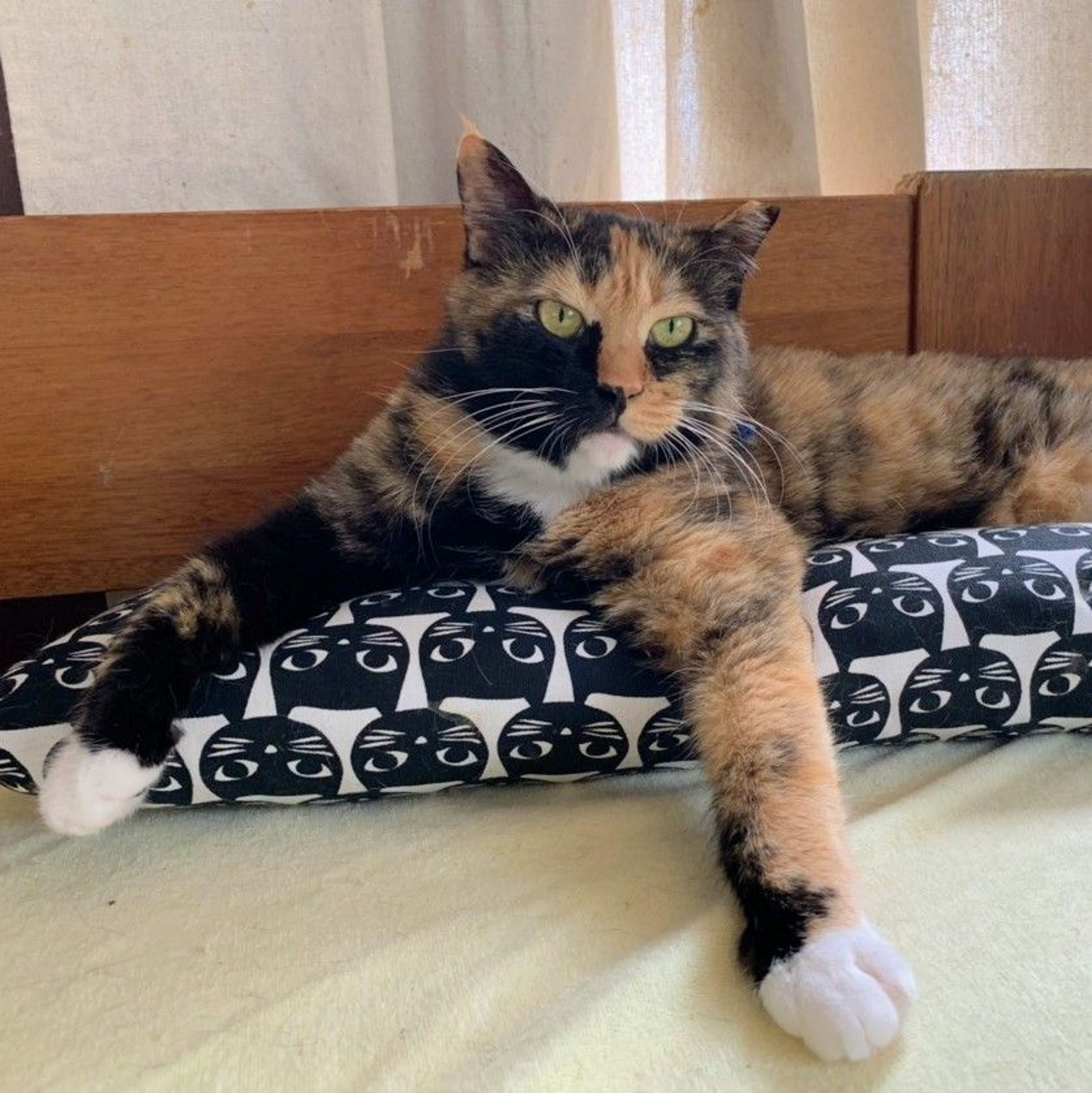 pet-image-4