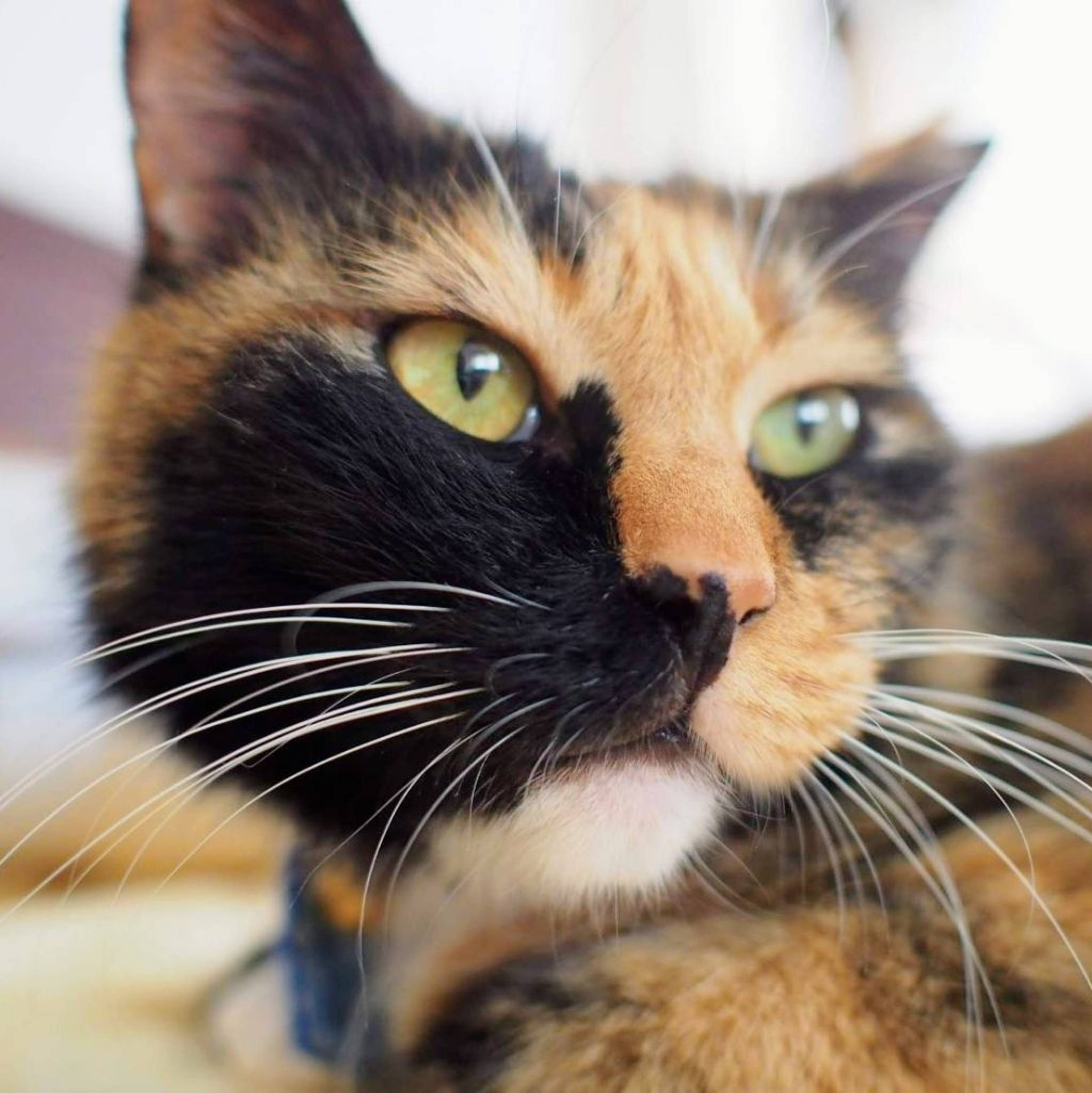 雑種（ミックス猫）・メスの里親募集の写真