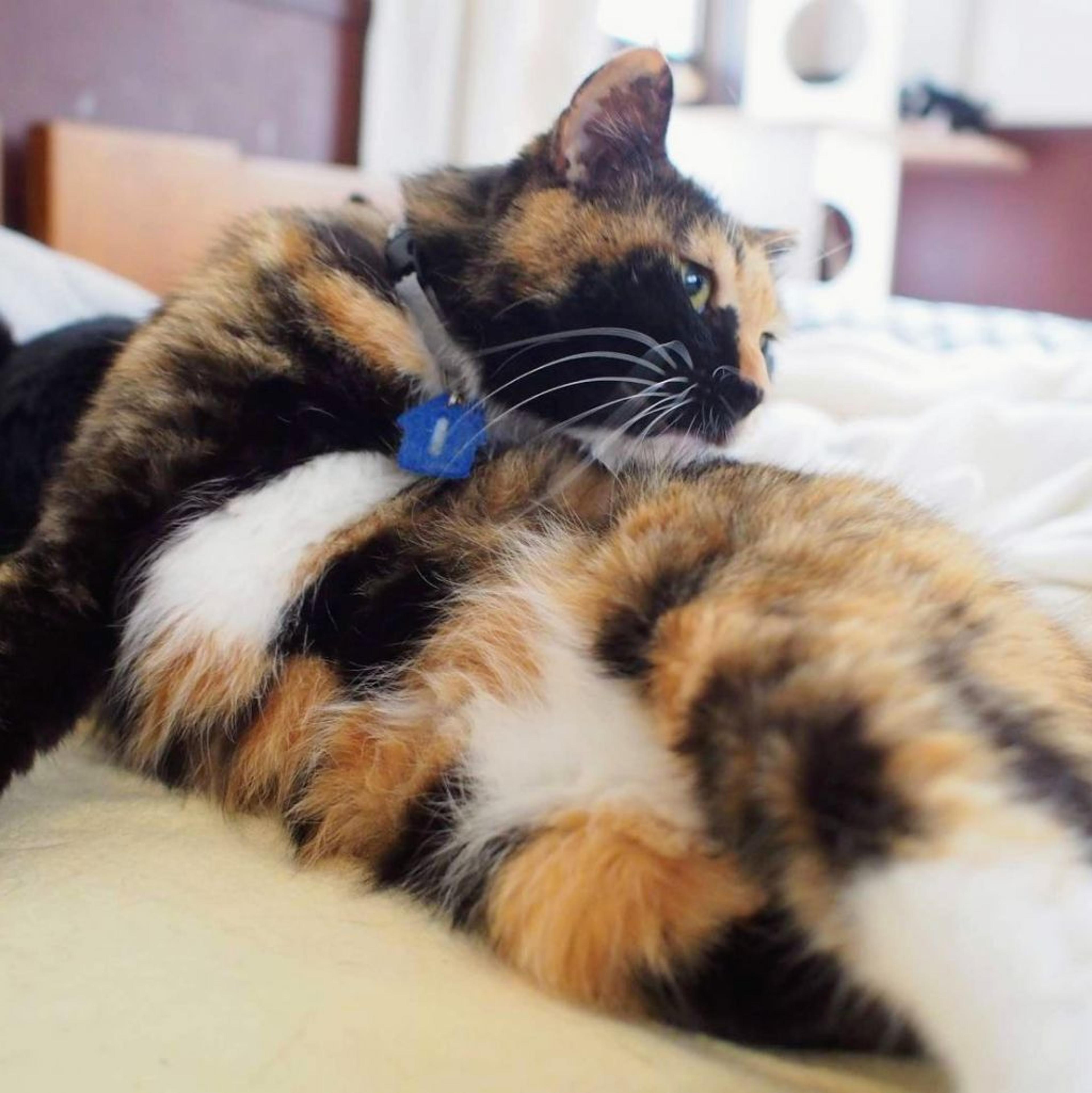pet-image-3