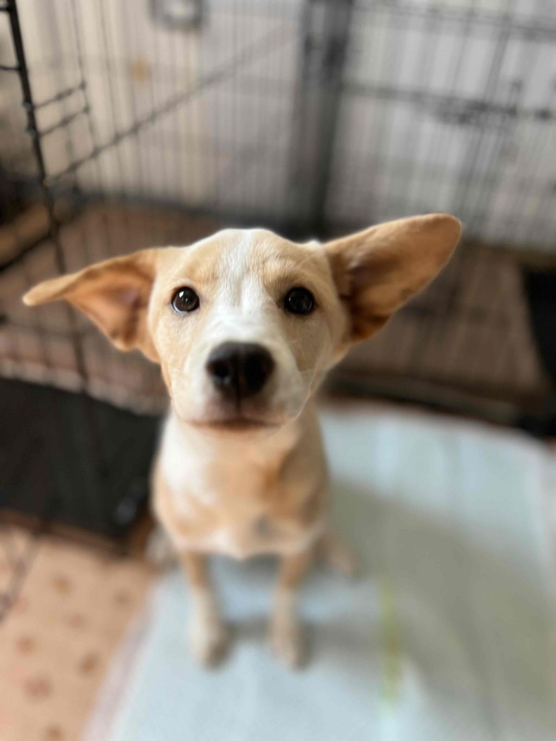 雑種（ミックス犬）・メスの里親募集の写真
