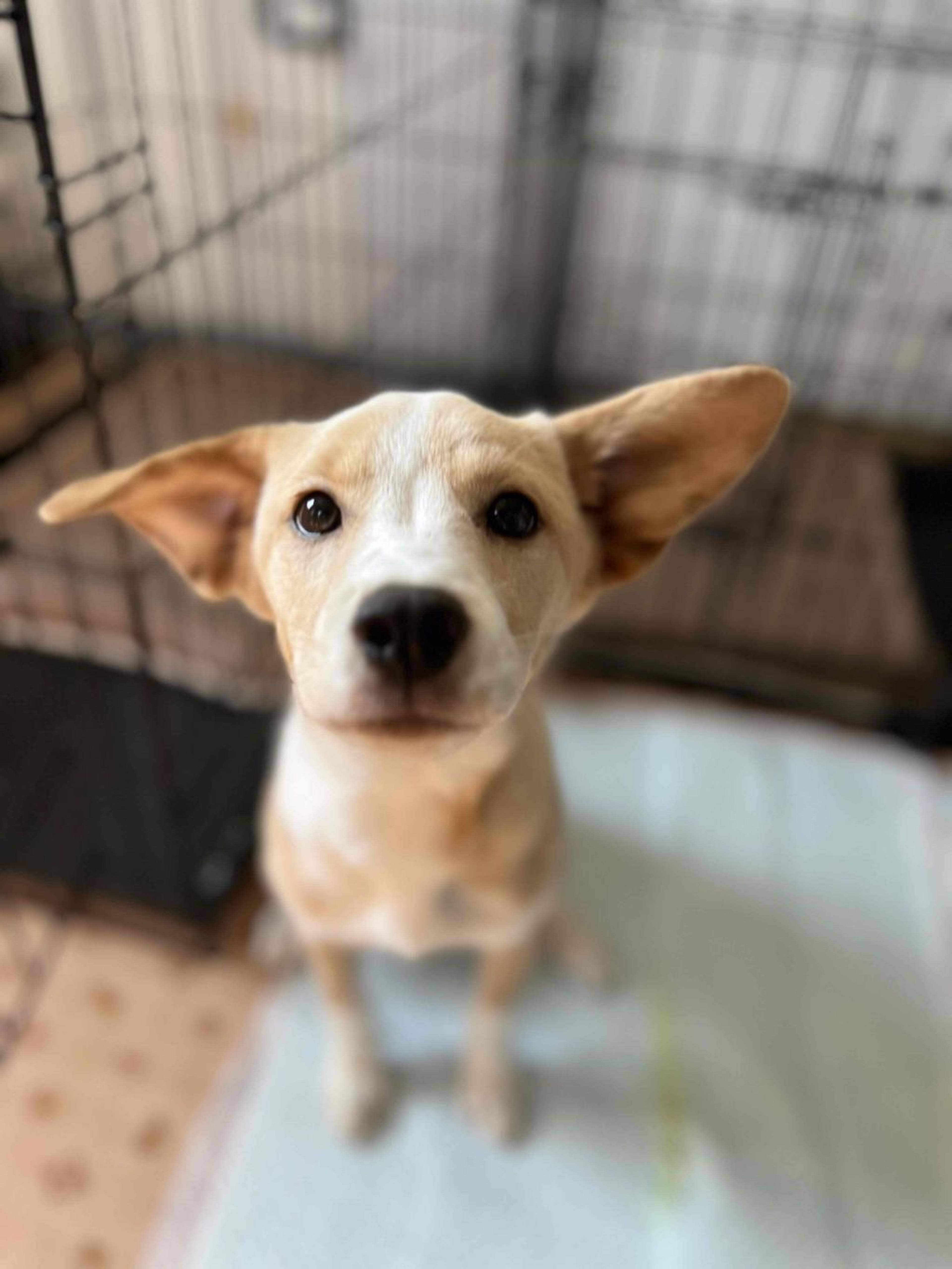雑種（ミックス犬）・メスの里親募集の写真