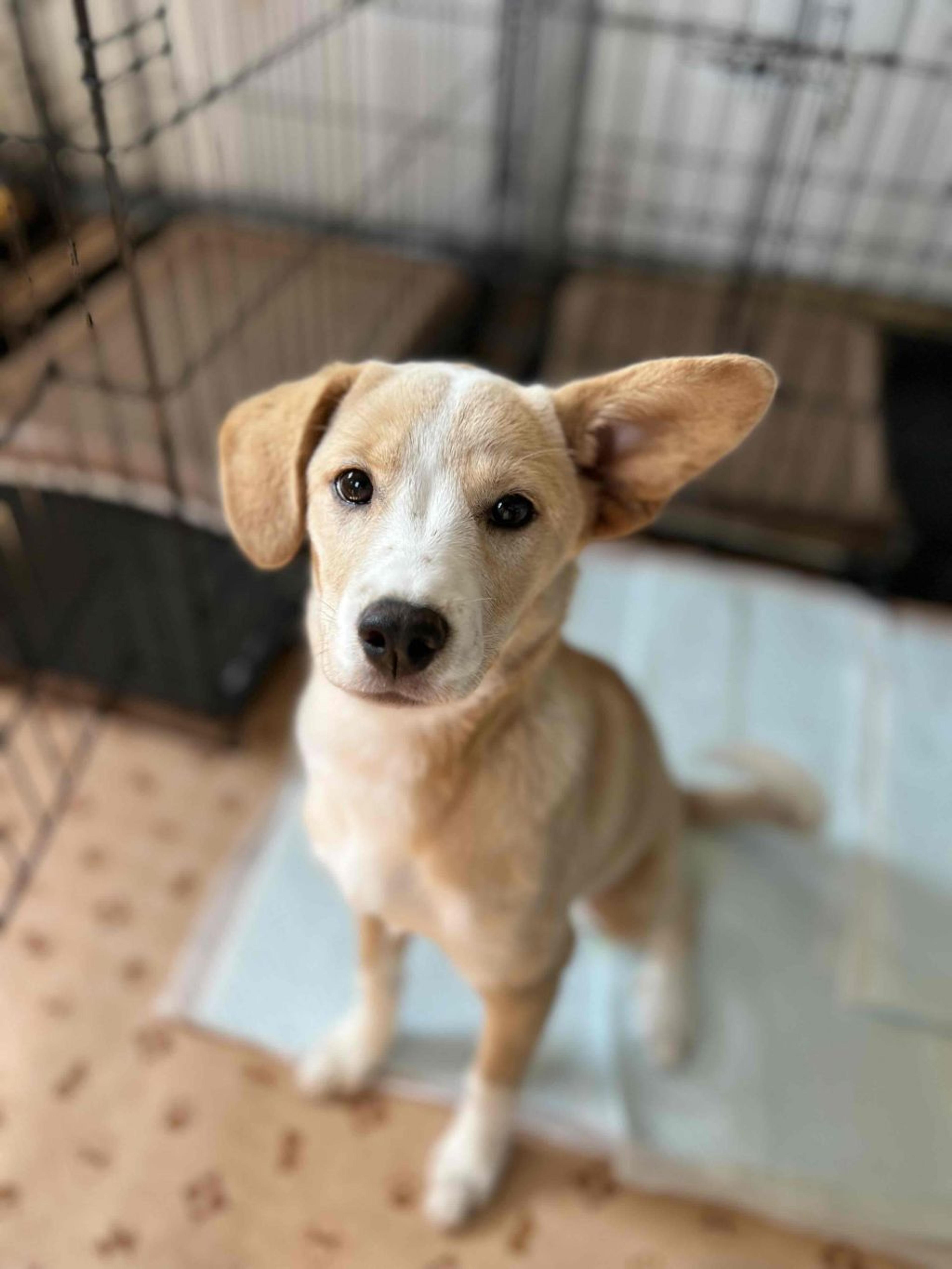 pet-image-2
