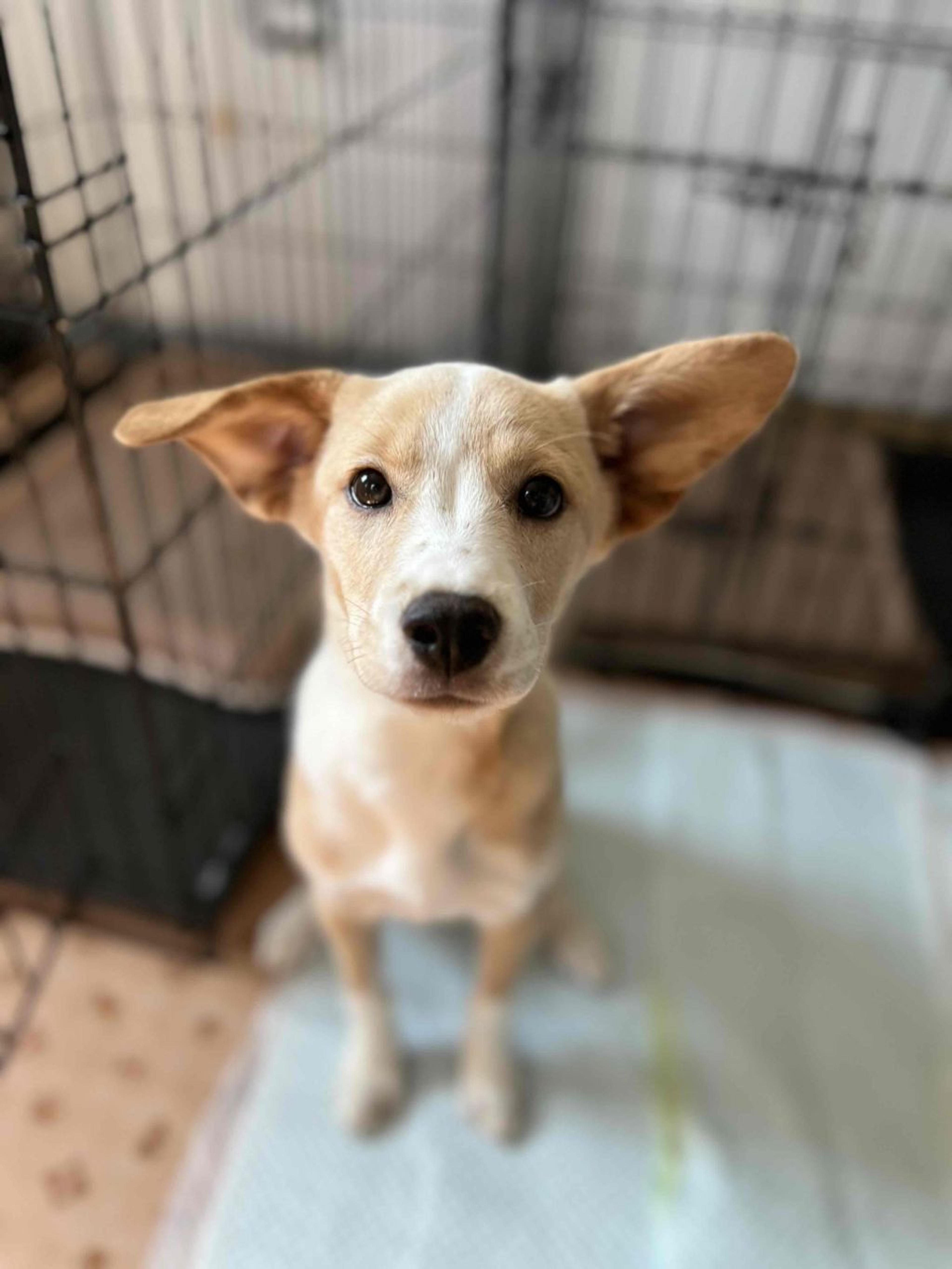 pet-image-3
