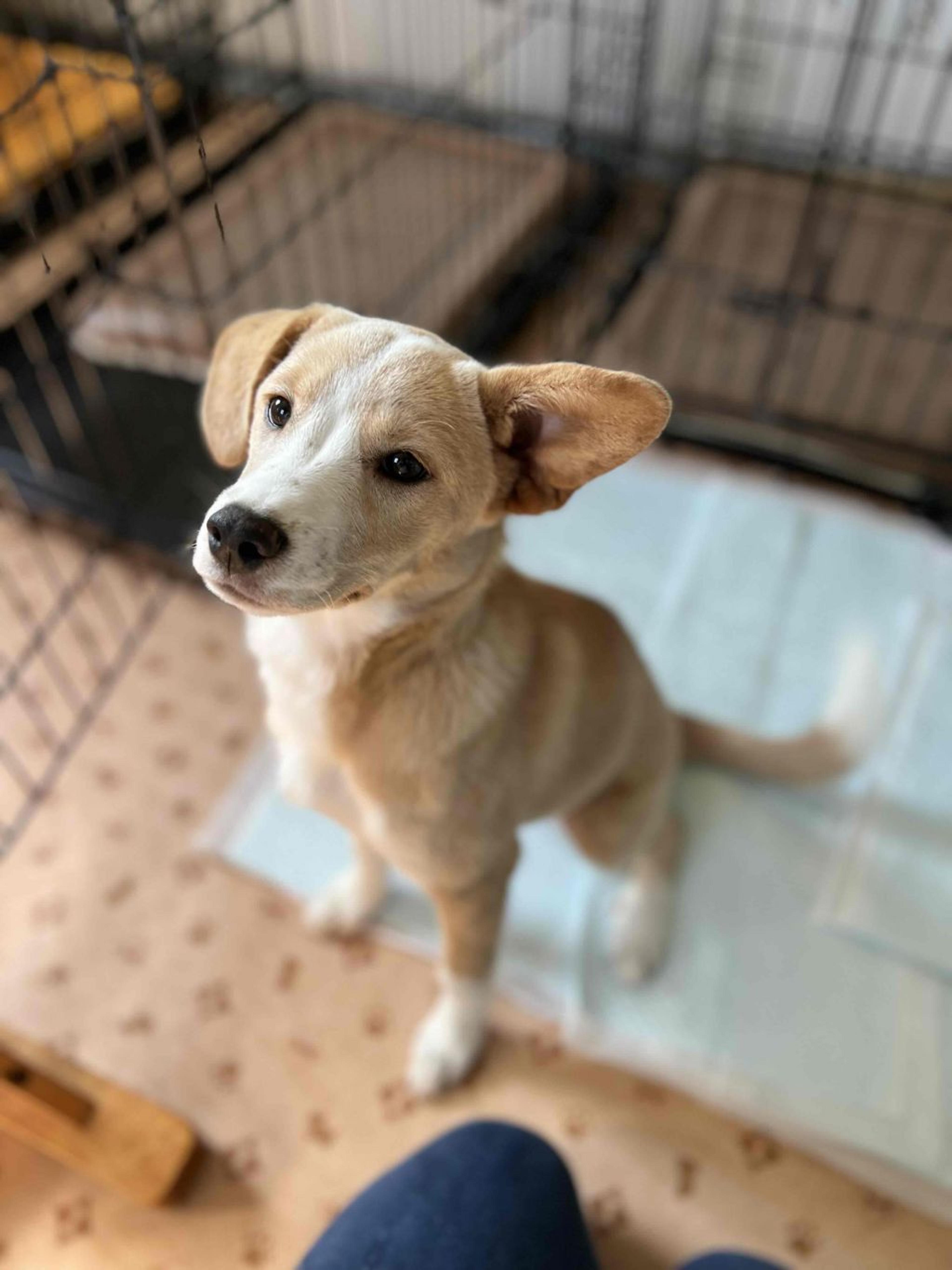 pet-image-4