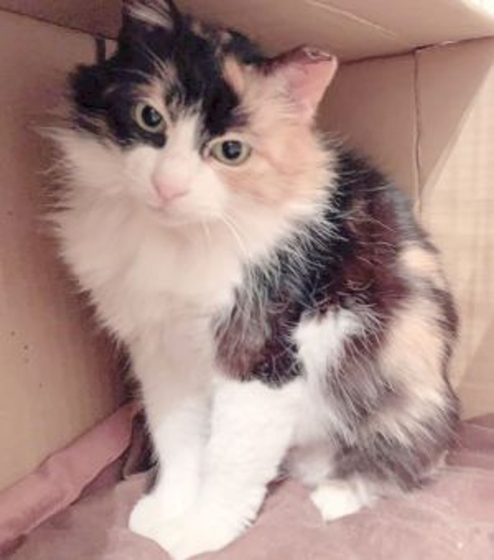 雑種（ミックス猫）・メスの里親募集の写真