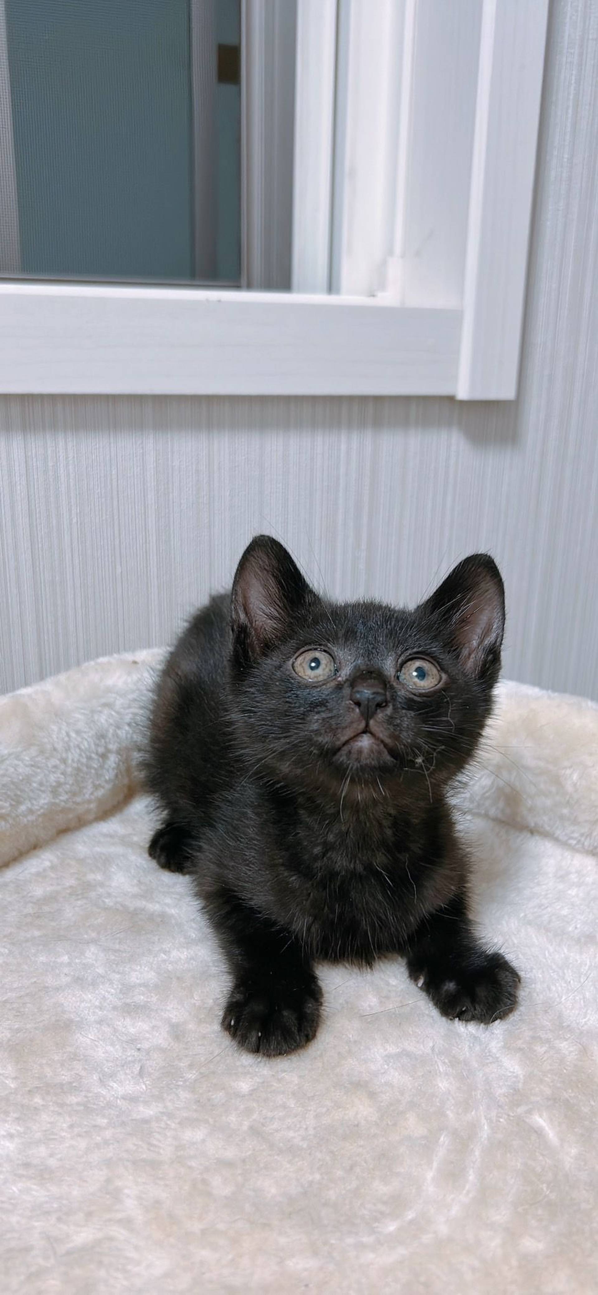 雑種（ミックス猫）・オスの里親募集の写真