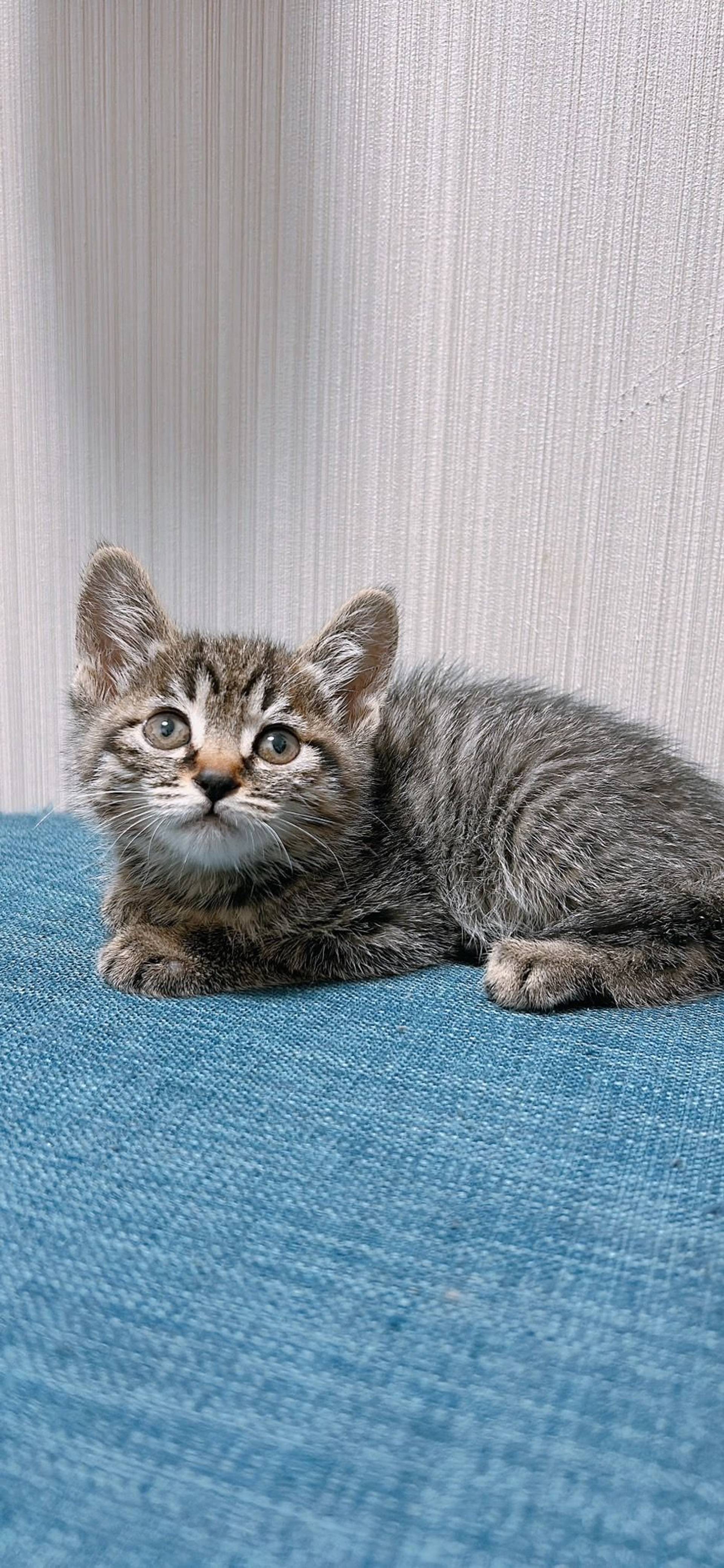 雑種（ミックス猫）・メスの里親募集の写真