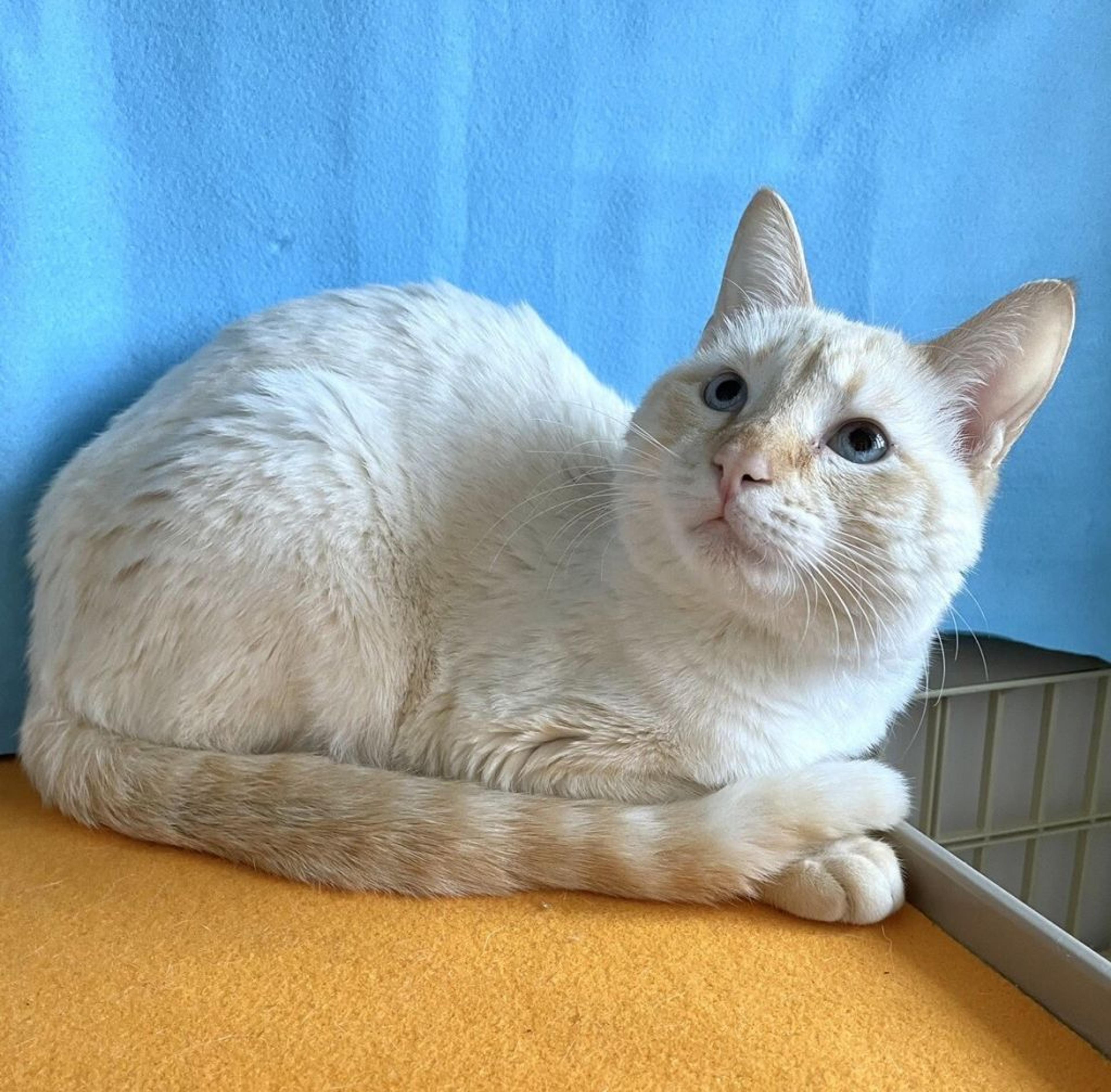 pet-image-2