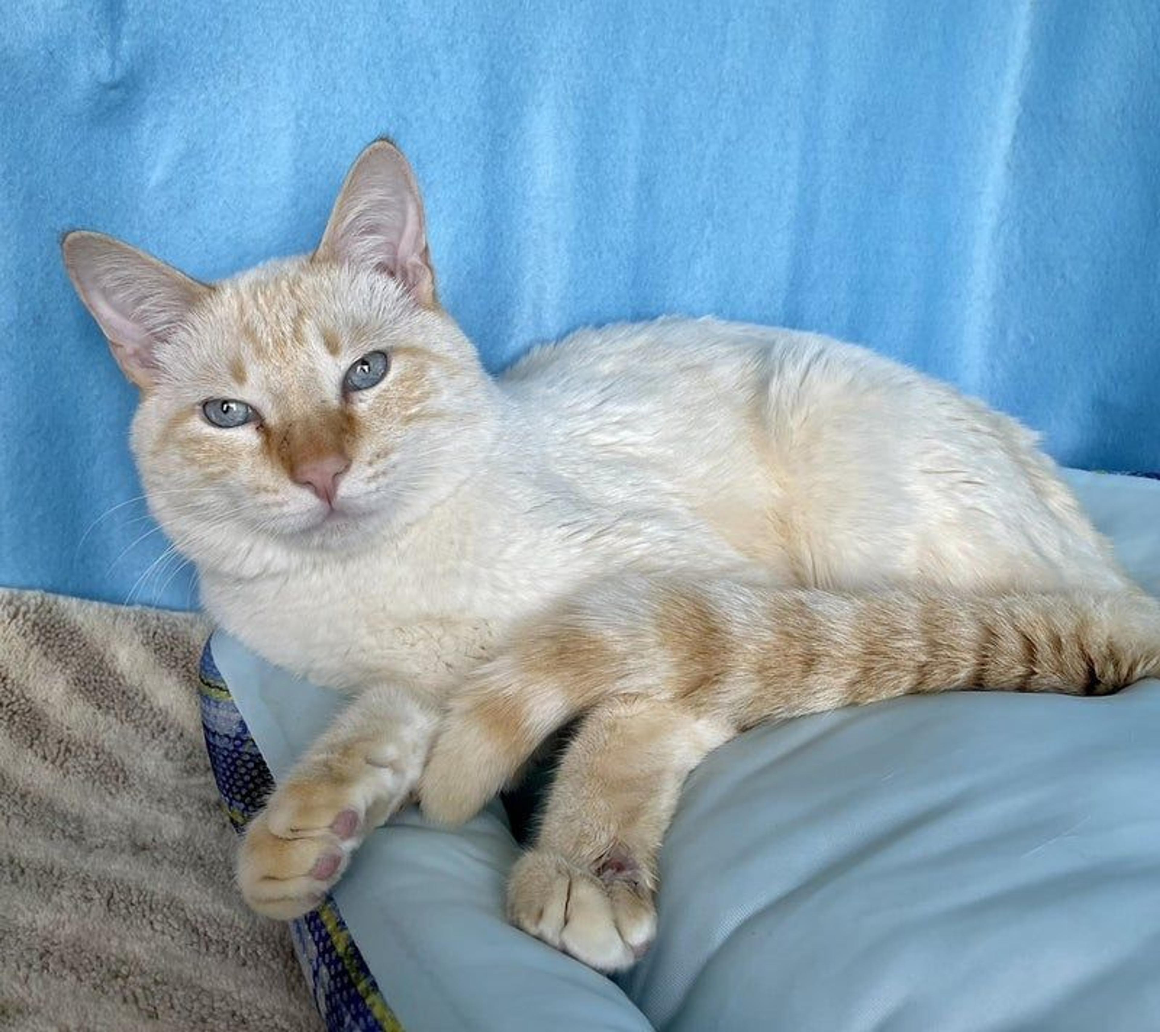 pet-image-3