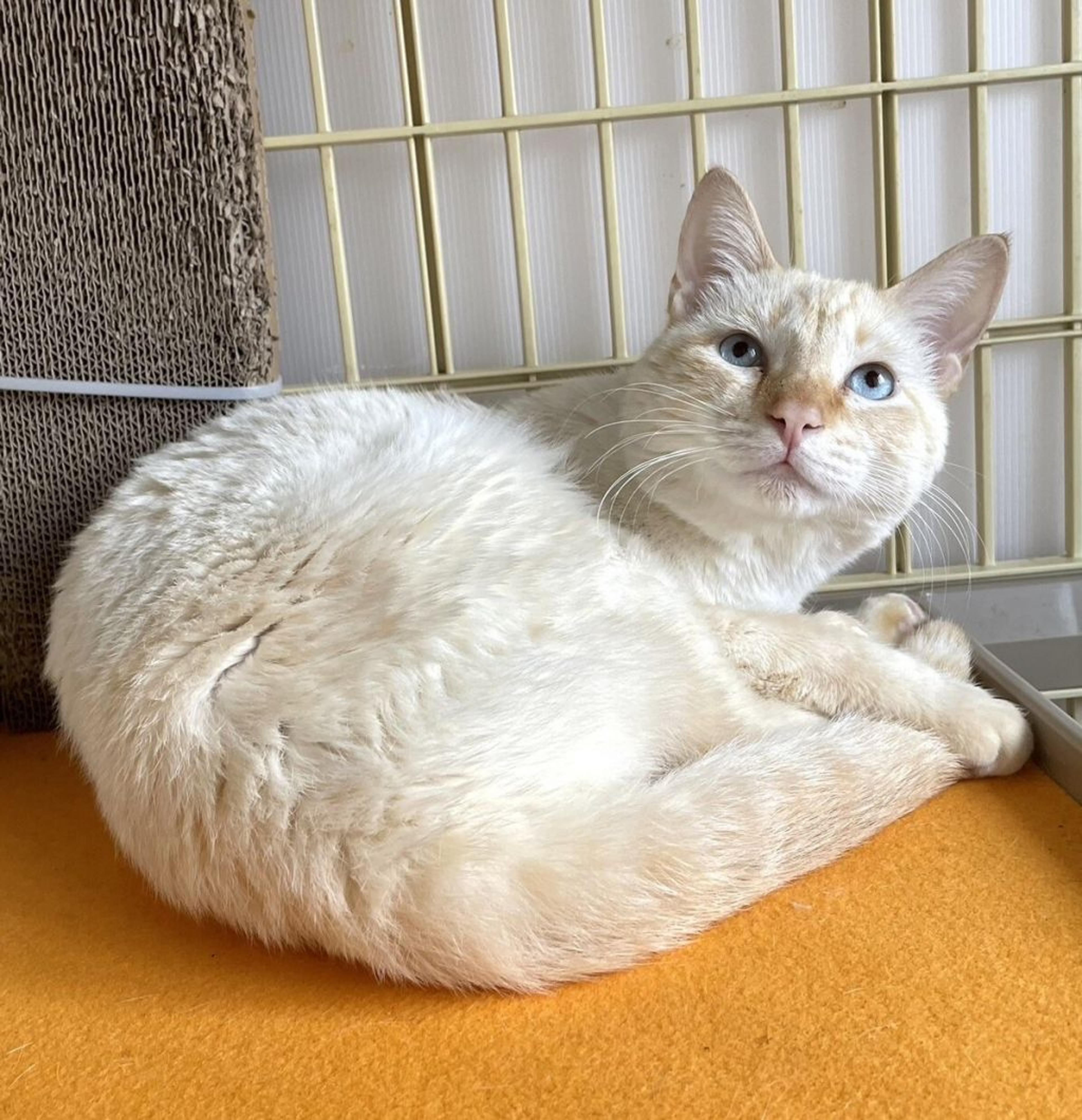 pet-image-4