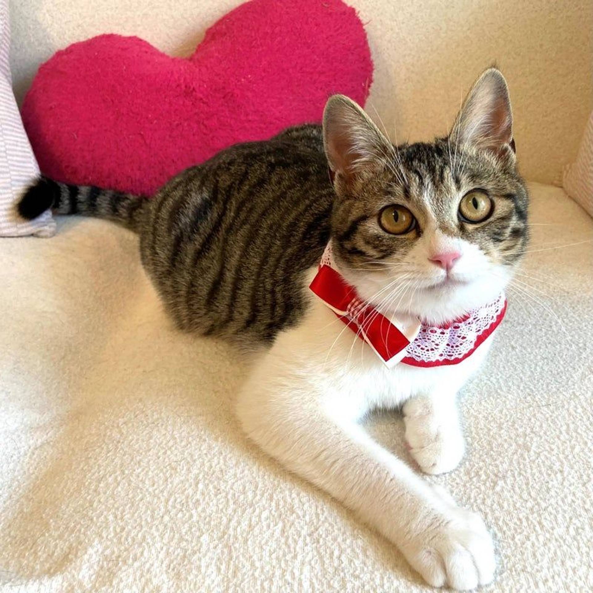 雑種（ミックス猫）・メスの里親募集の写真