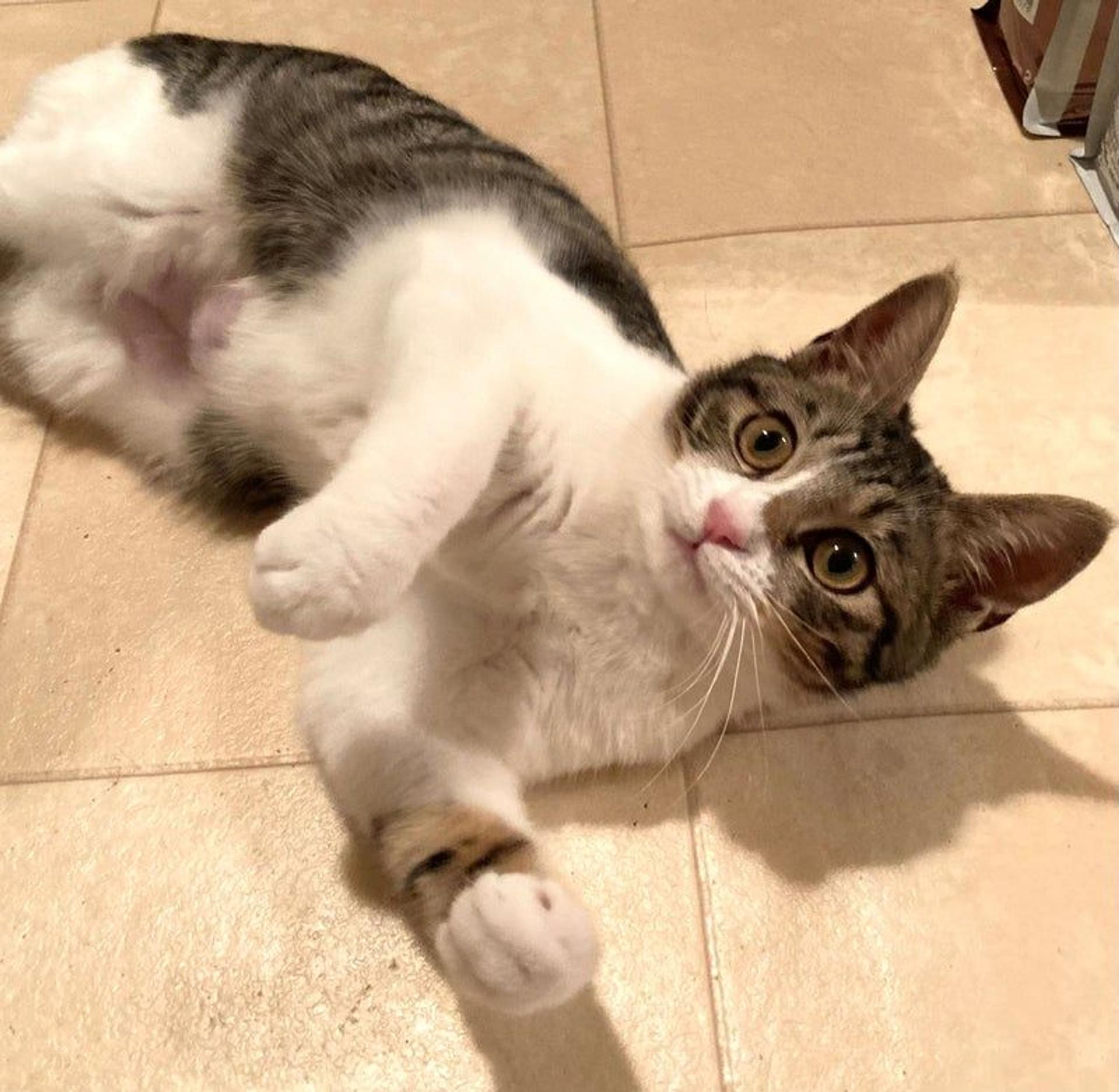 pet-image-2