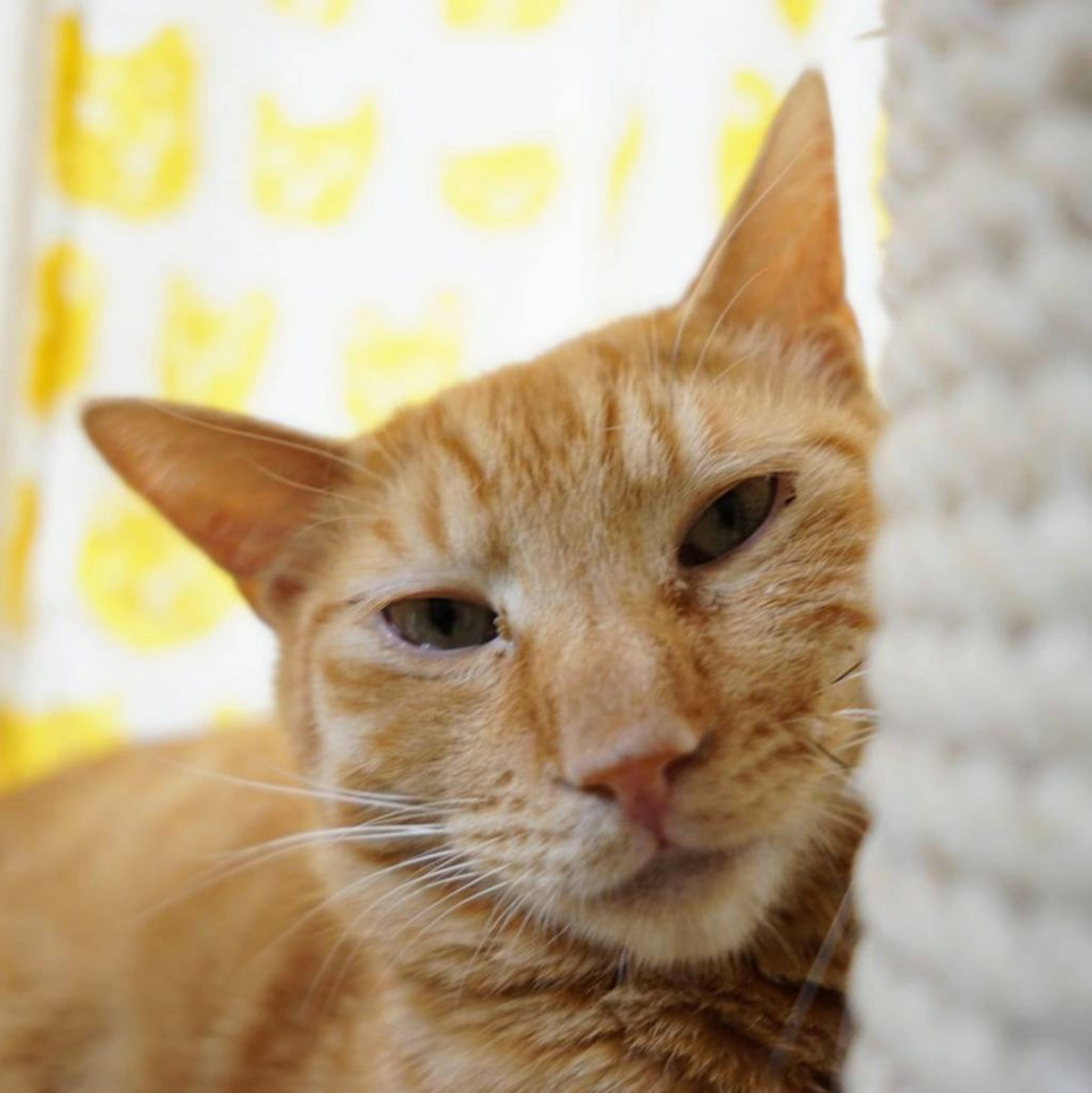 雑種（ミックス猫）・オスの里親募集の写真