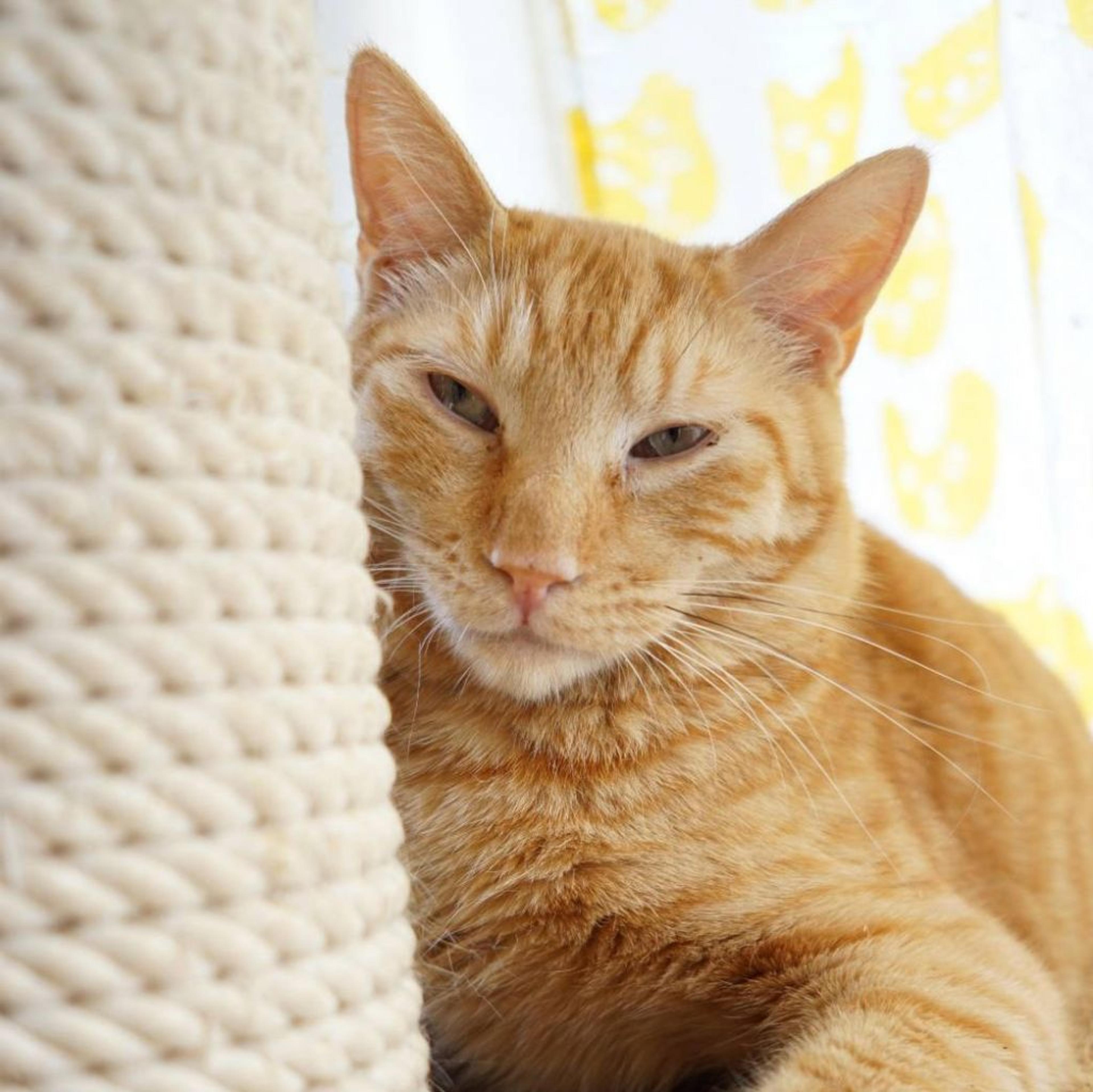pet-image-3
