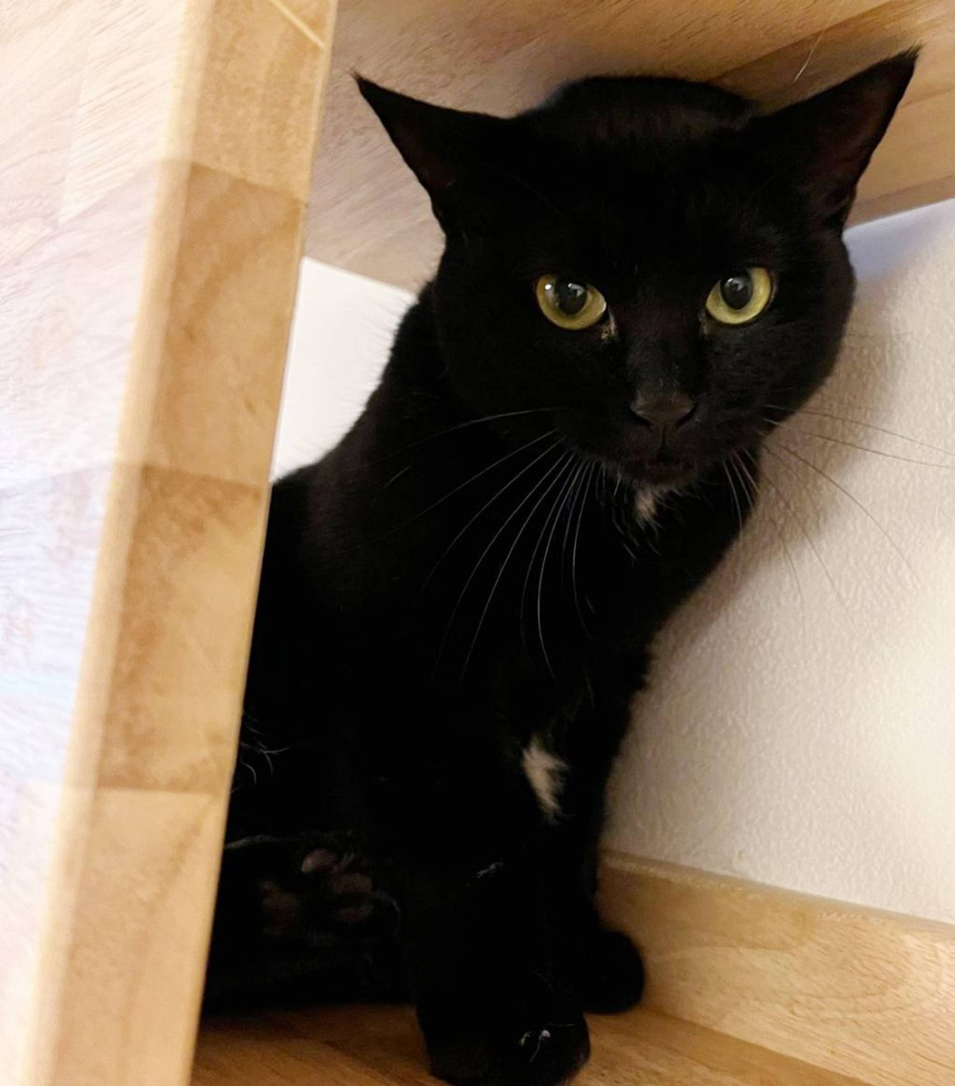 雑種（ミックス猫）・メスの里親募集の写真