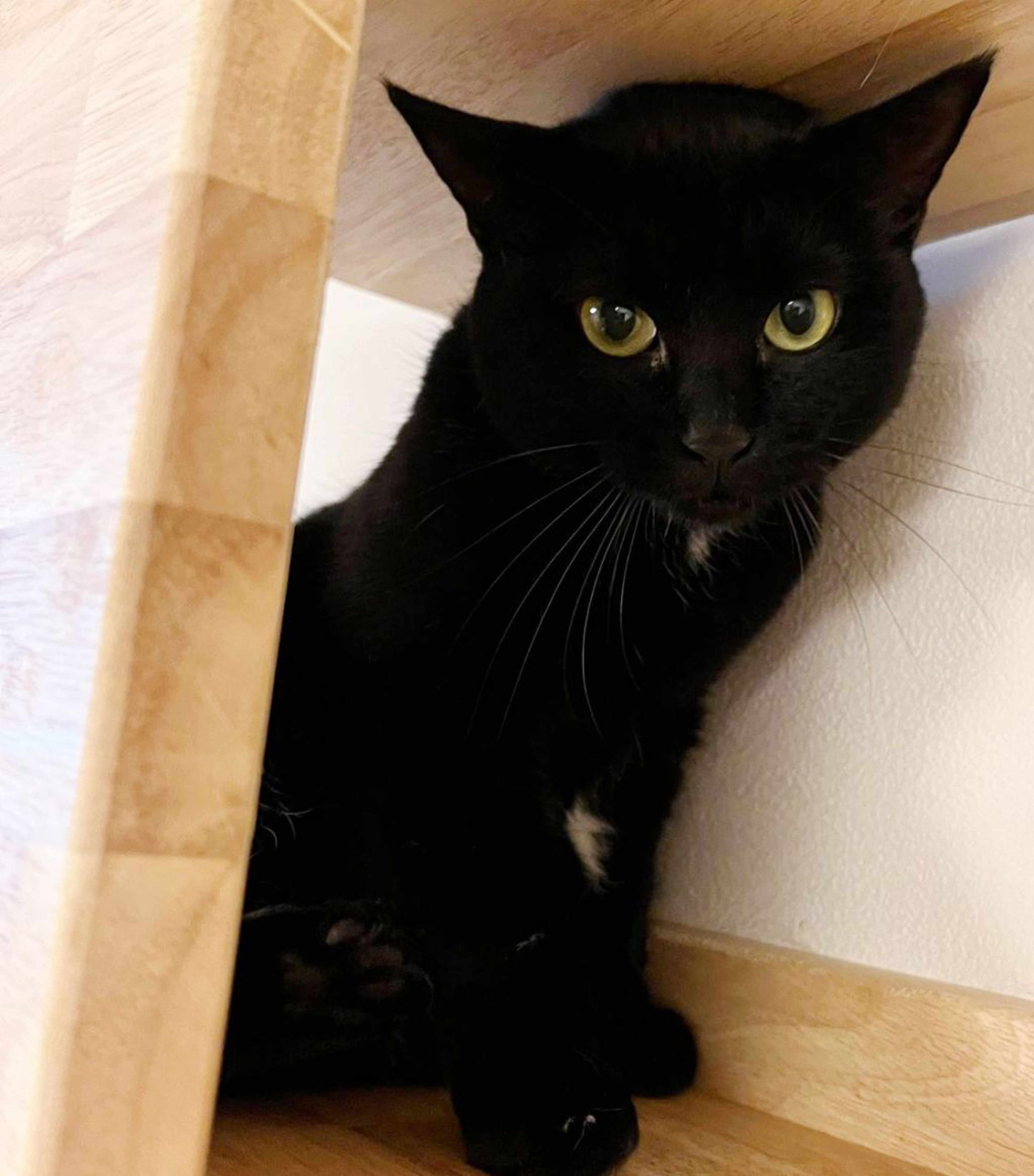 雑種（ミックス猫）・メスの里親募集の写真