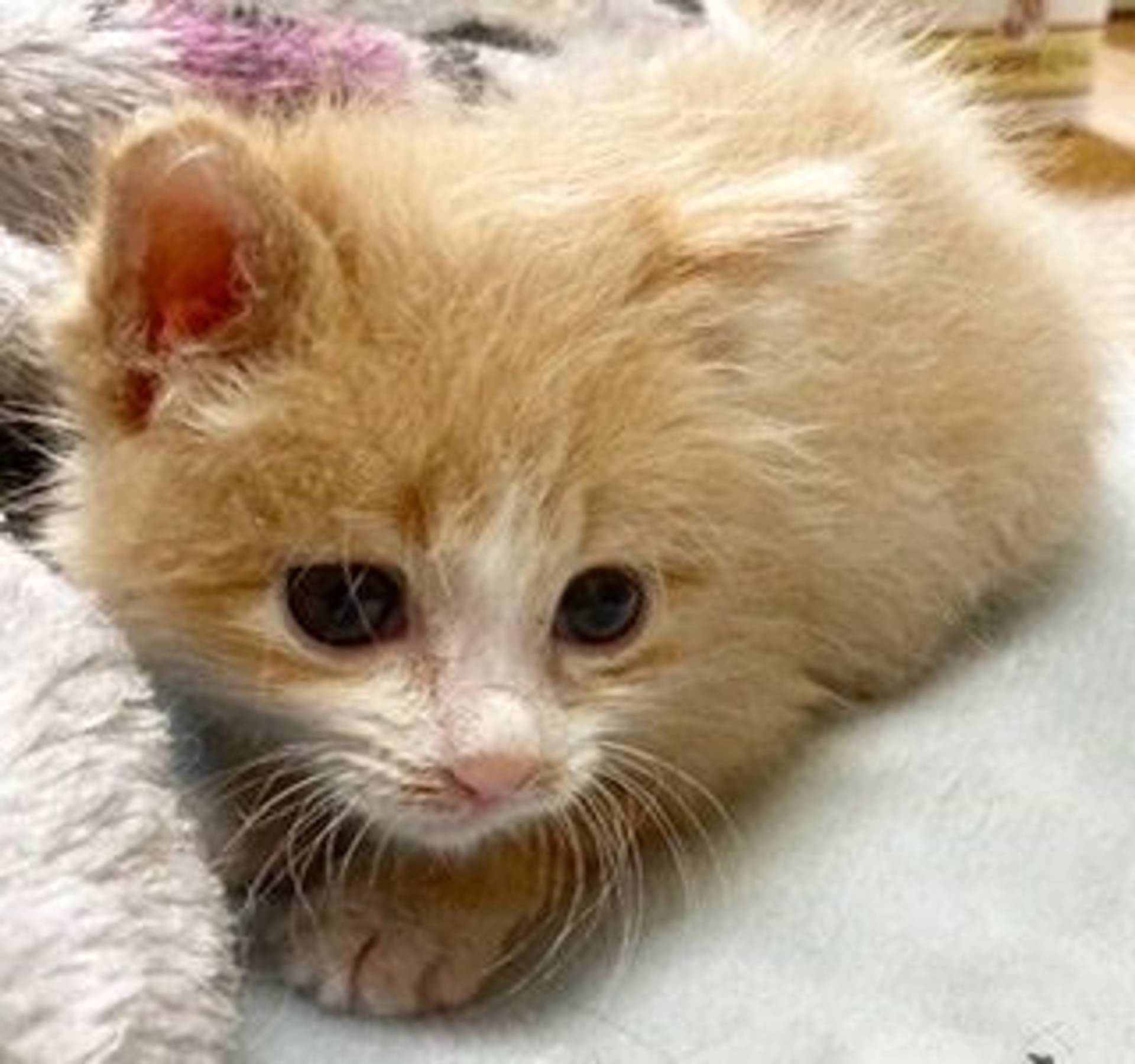 雑種（ミックス猫）・オスの里親募集の写真