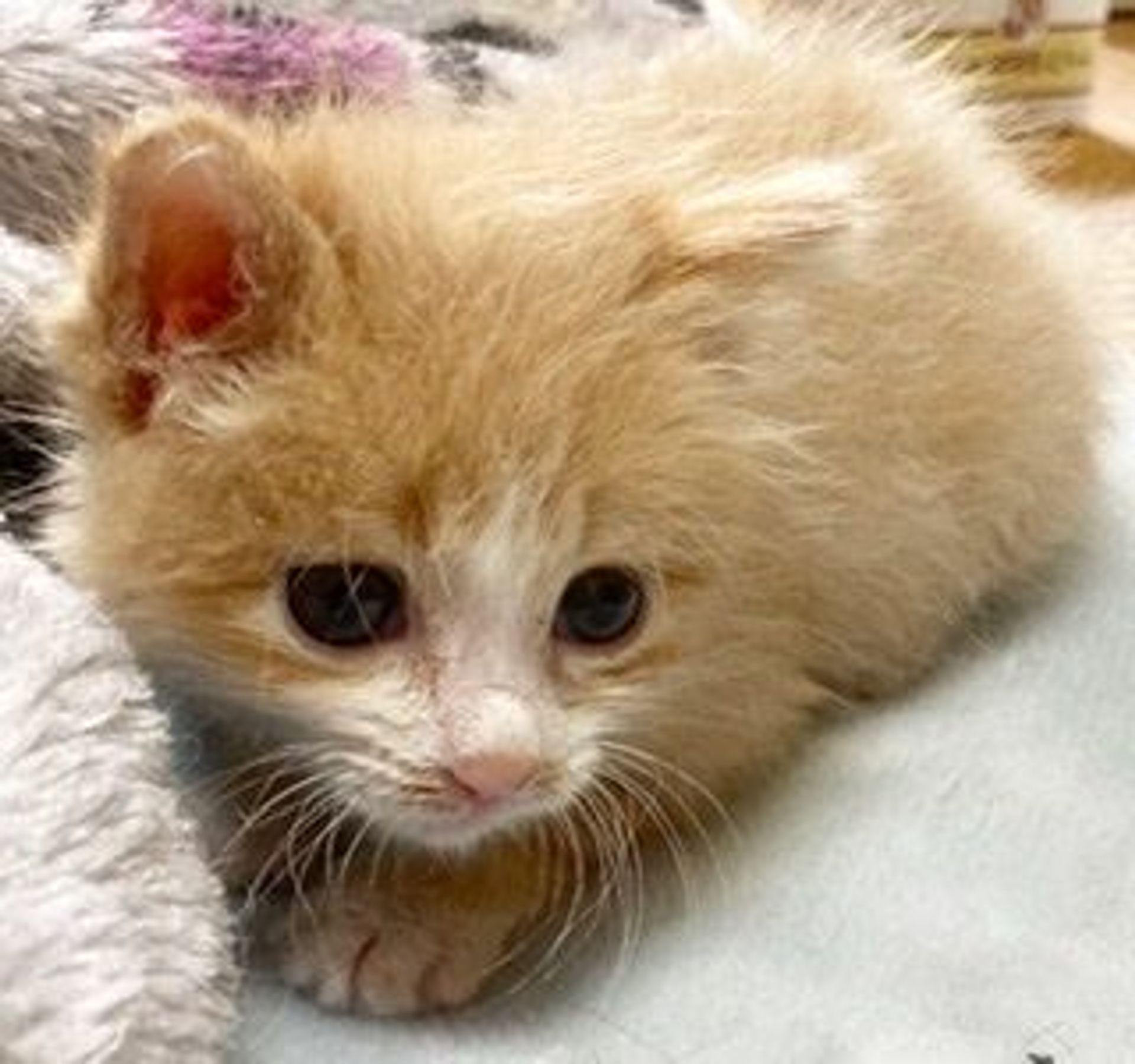 雑種（ミックス猫）・オスの里親募集の写真