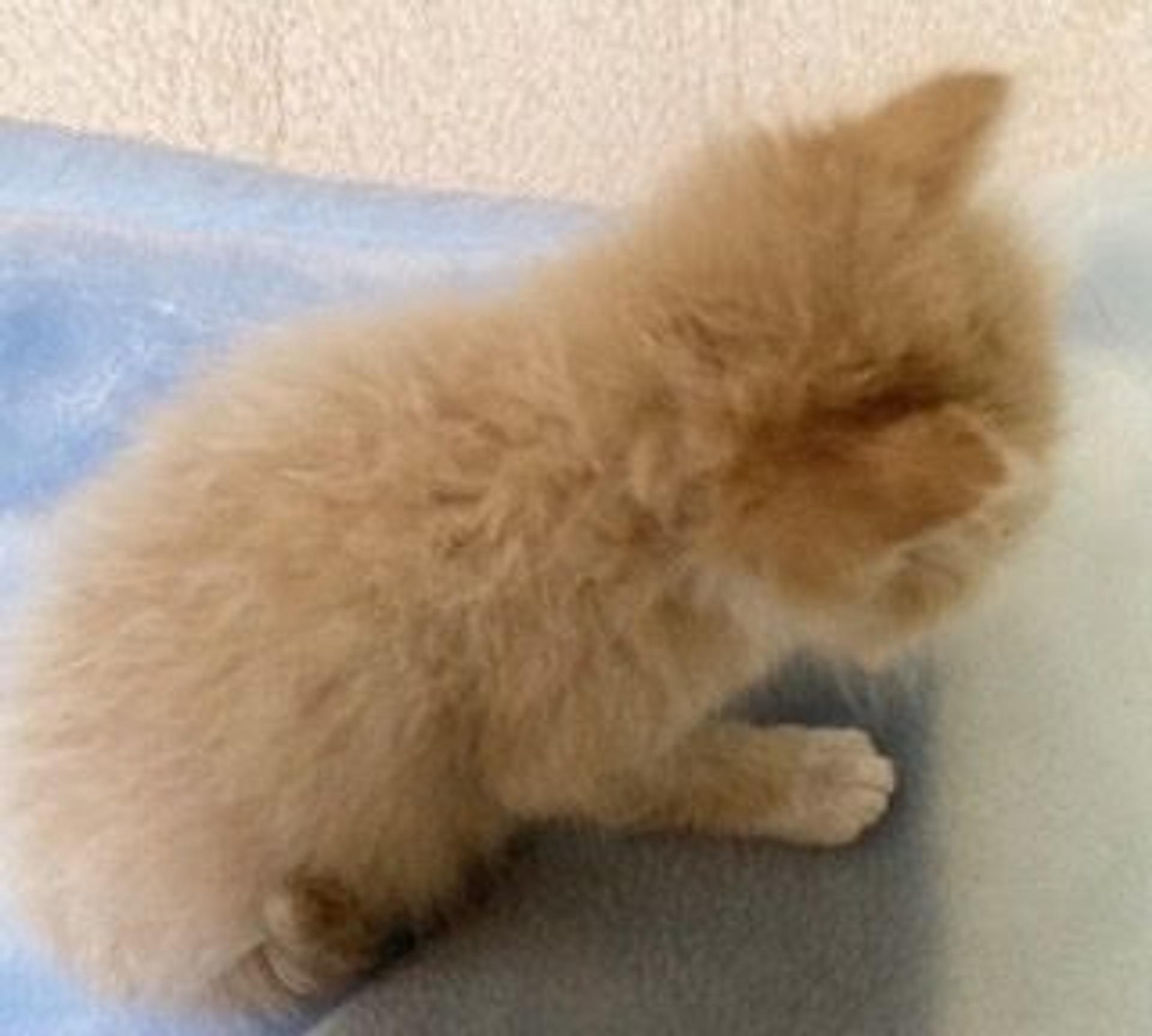 pet-image-3