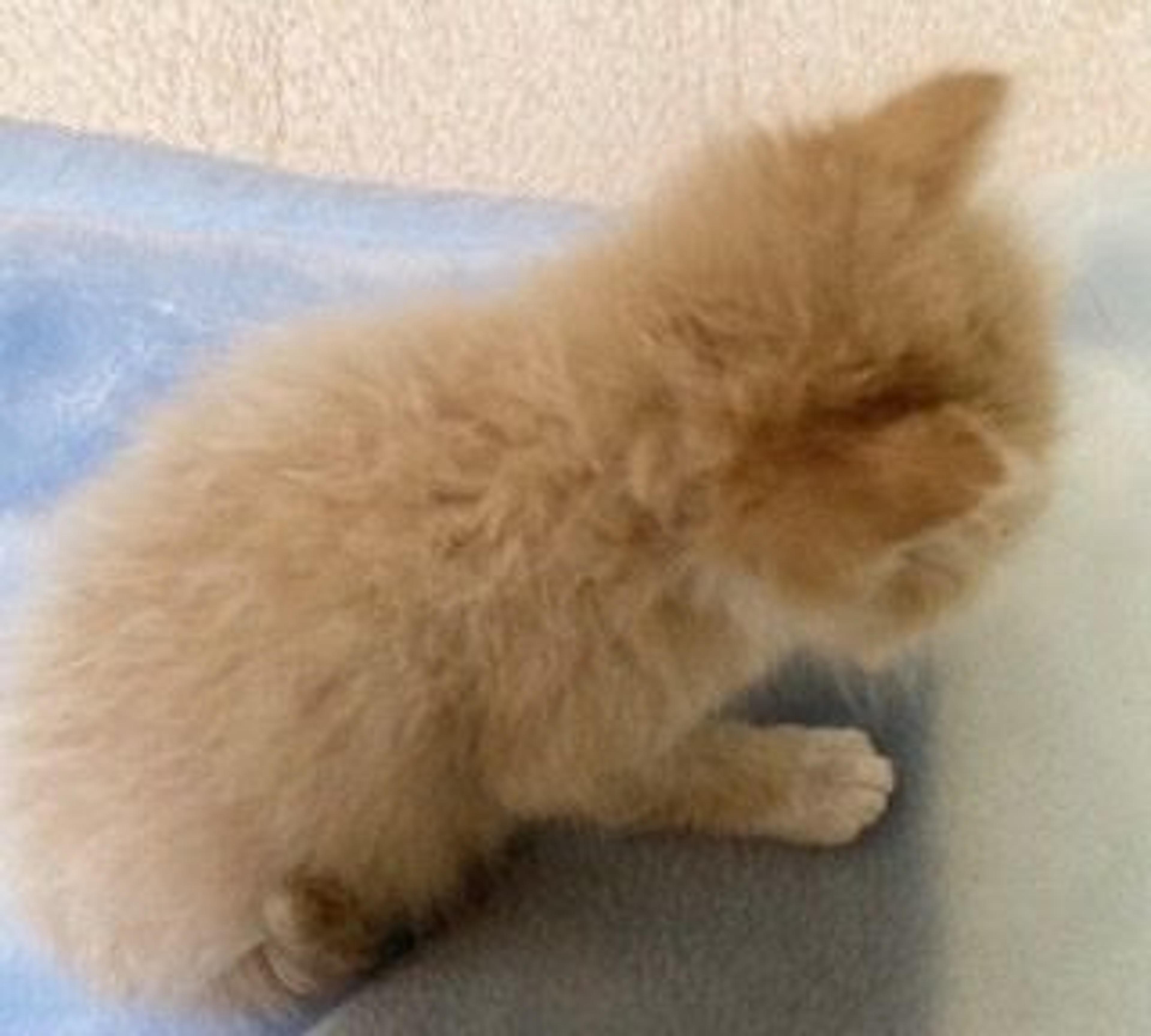 pet-image-3