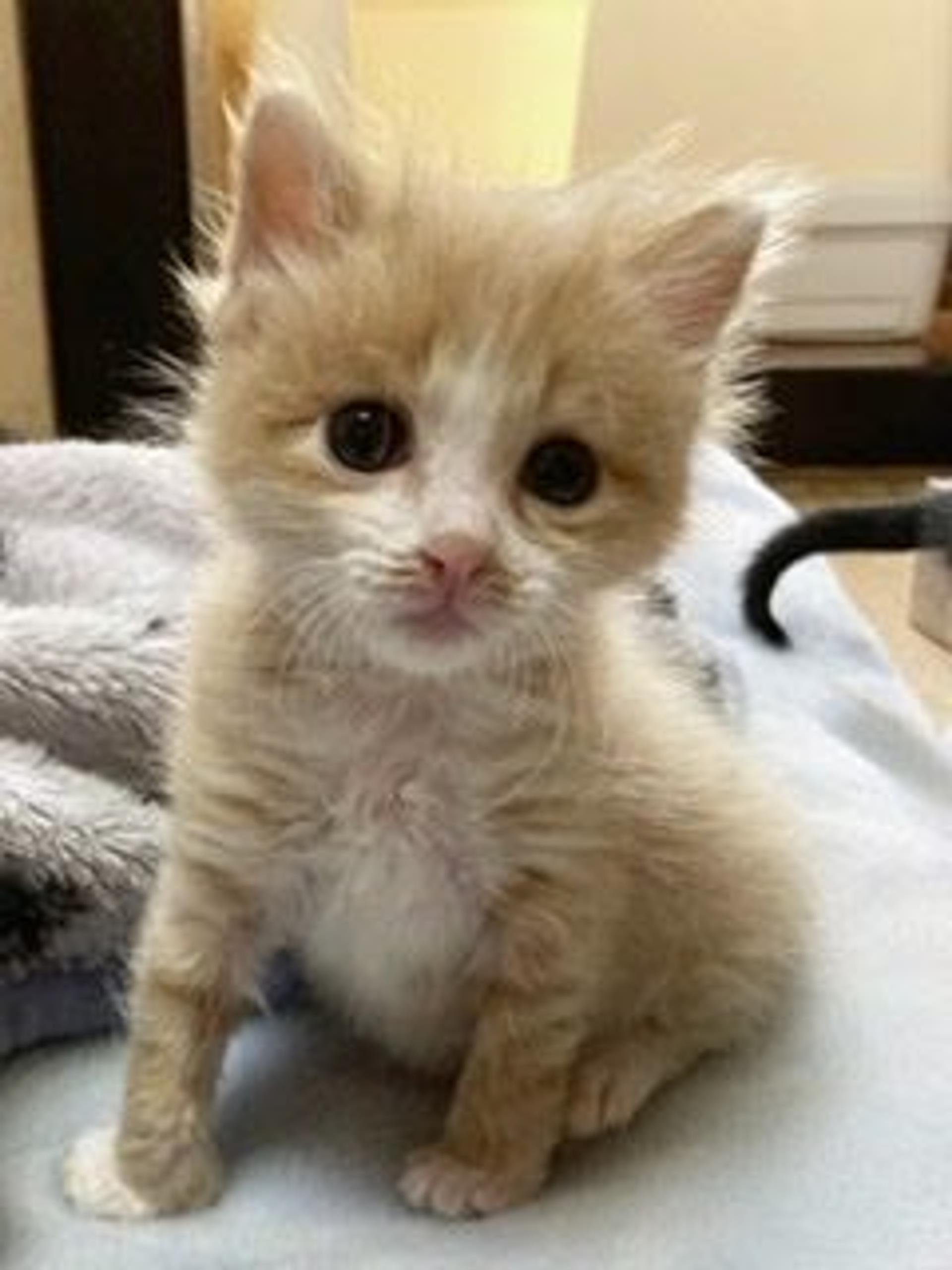 pet-image-7