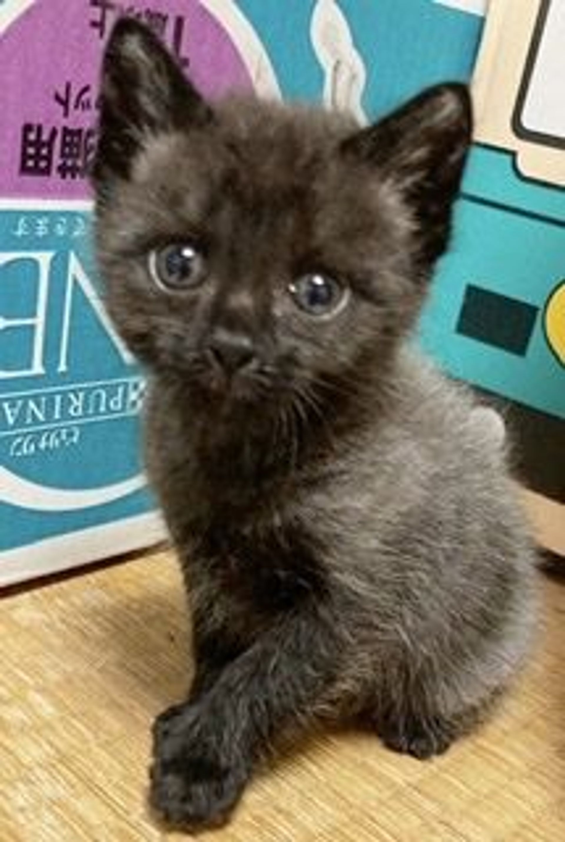 雑種（ミックス猫）・オスの里親募集の写真