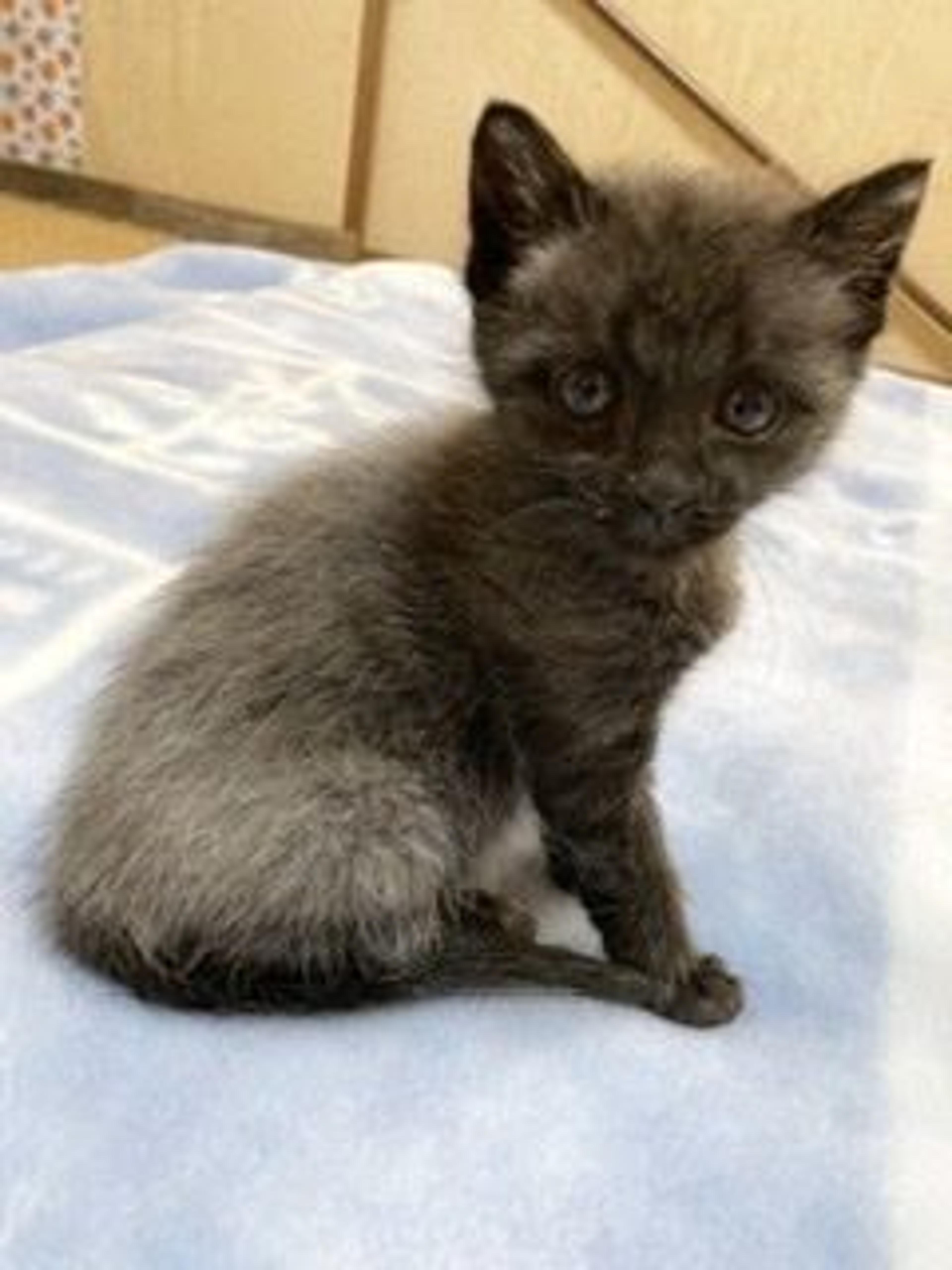 pet-image-6