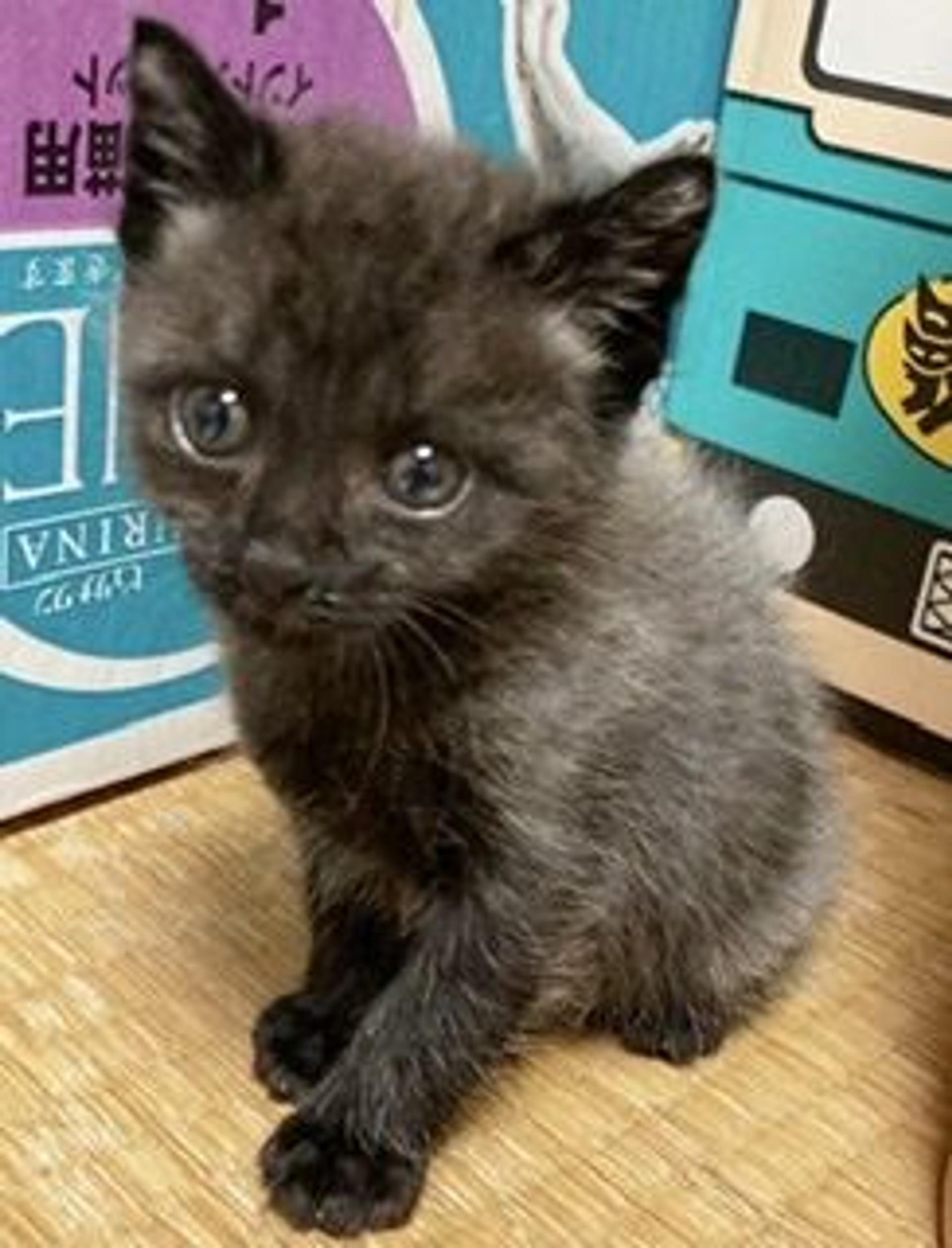 pet-image-7