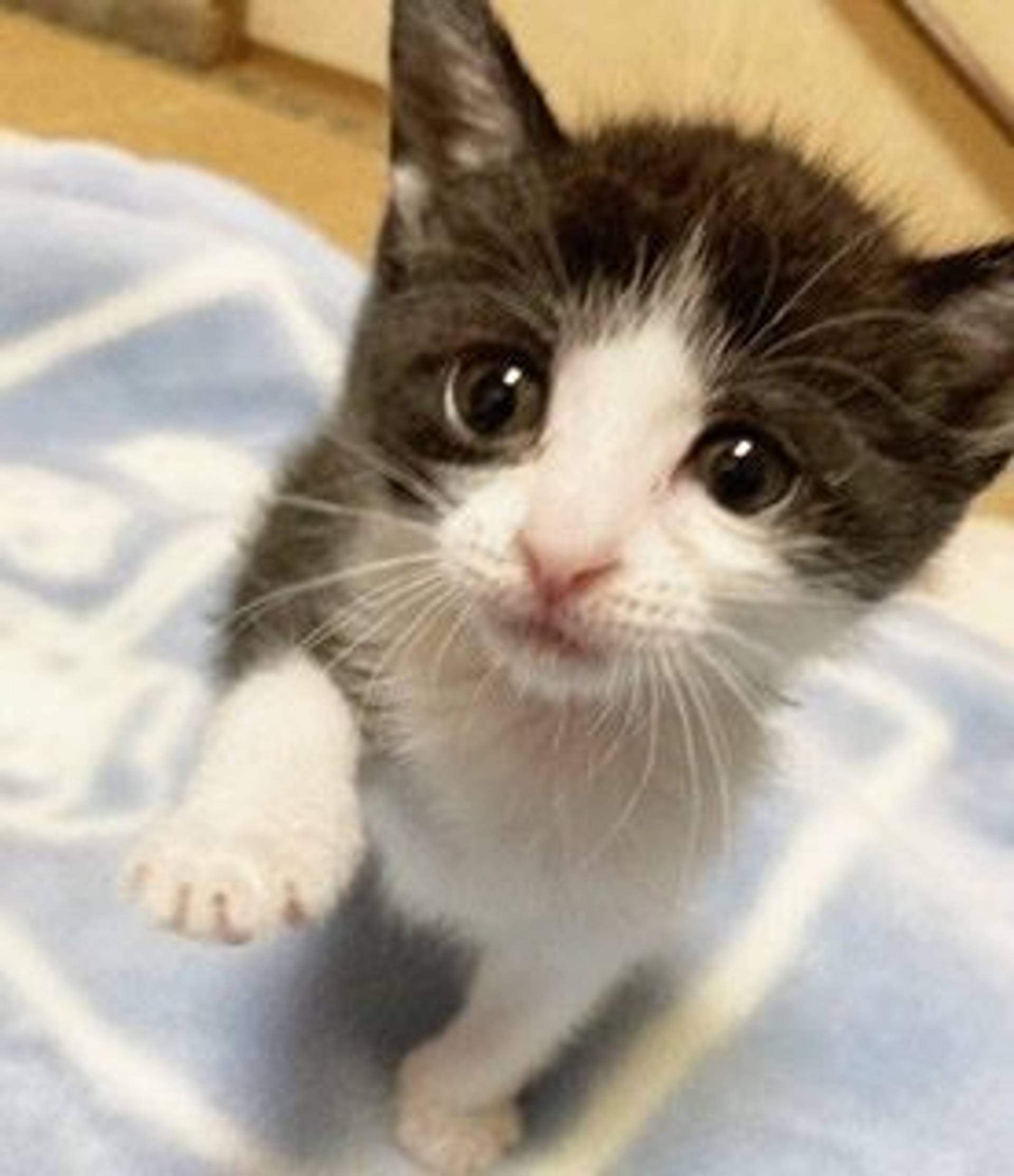 雑種（ミックス猫）・メスの里親募集の写真