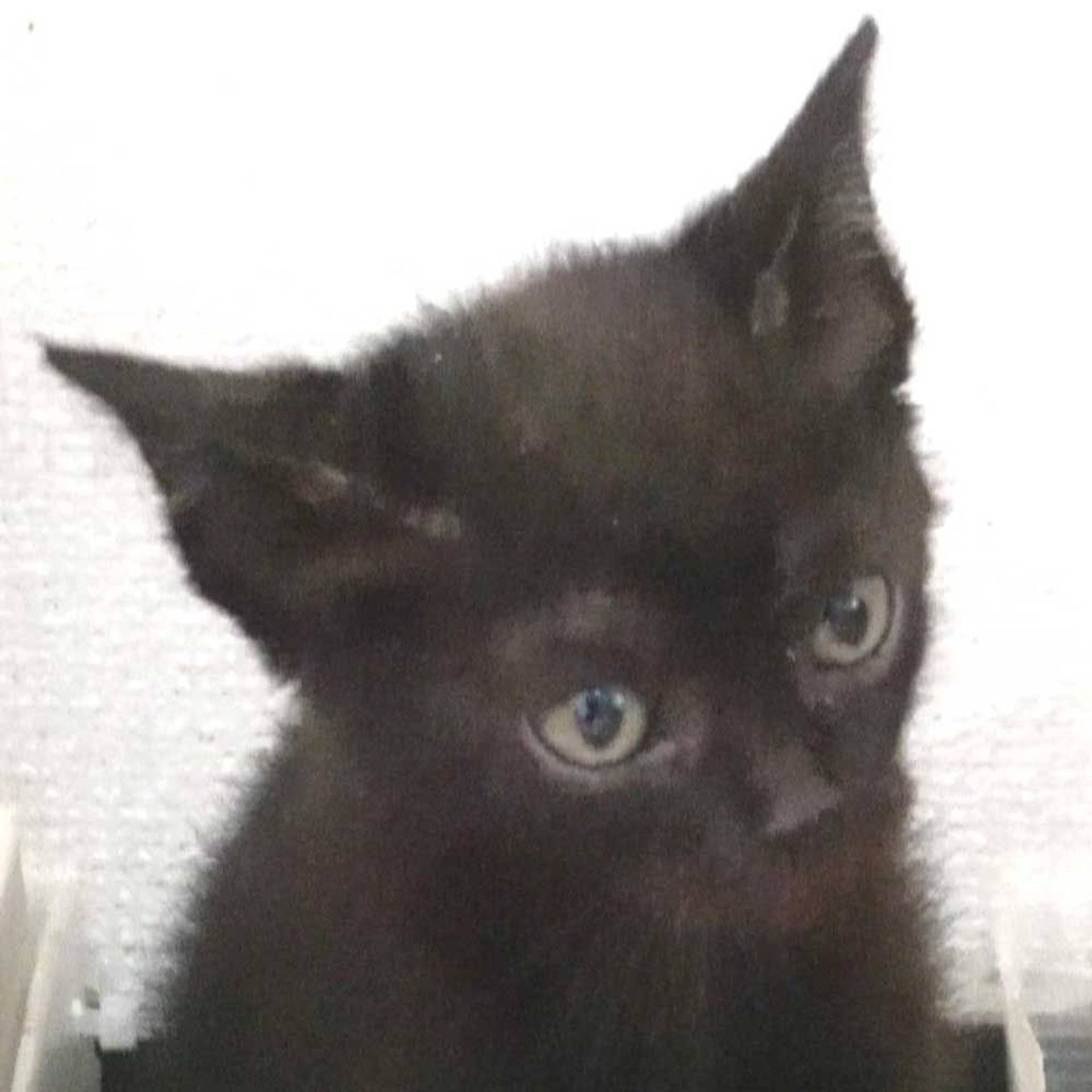 雑種（ミックス猫）・オスの里親募集の写真