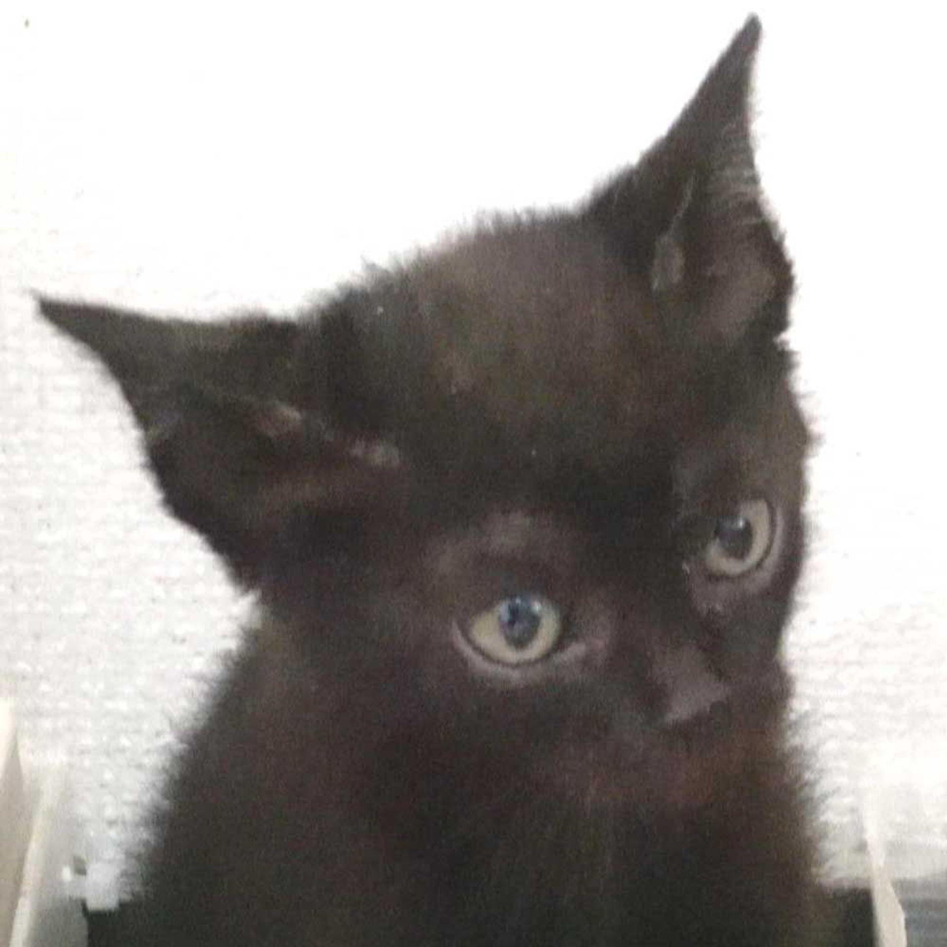 雑種（ミックス猫）・オスの里親募集の写真