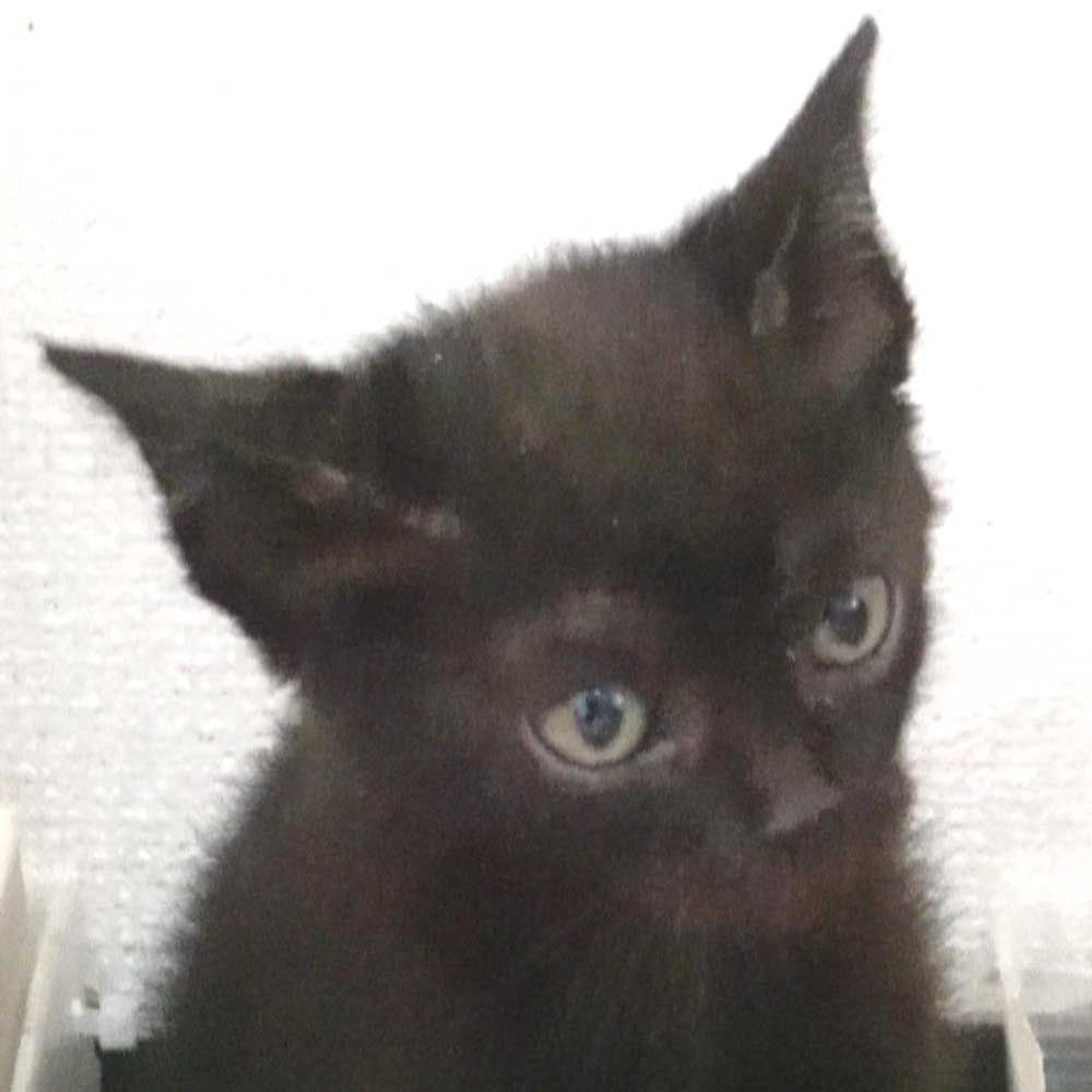 雑種（ミックス猫）・オスの里親募集の写真