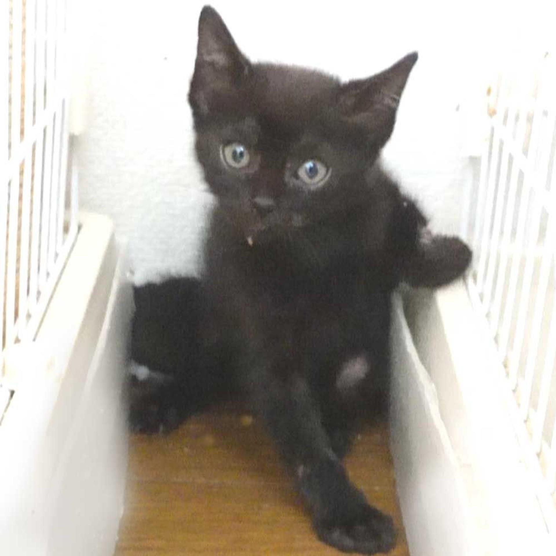 pet-image-2