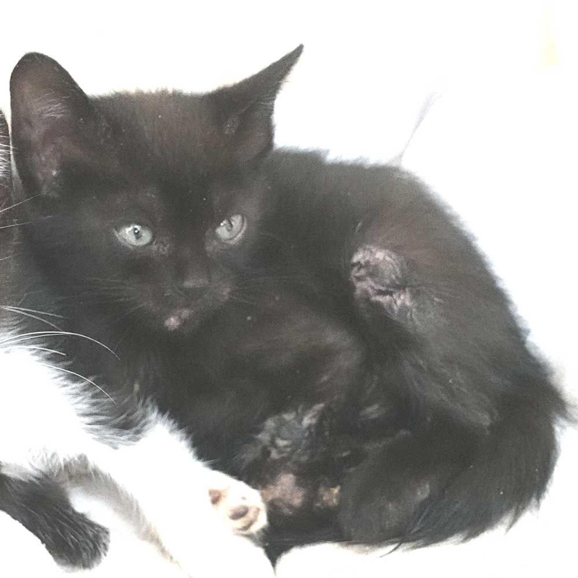 pet-image-8