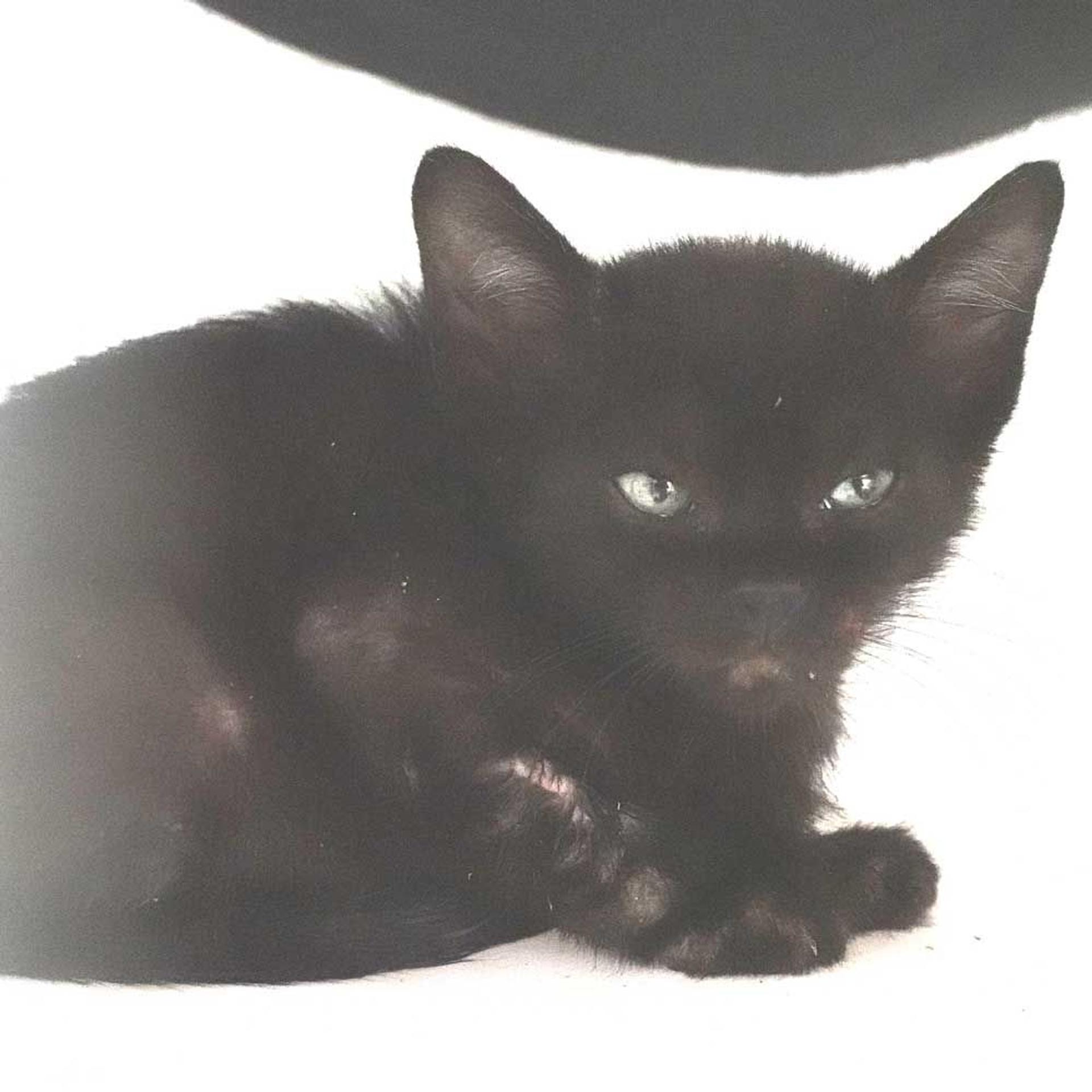 pet-image-9