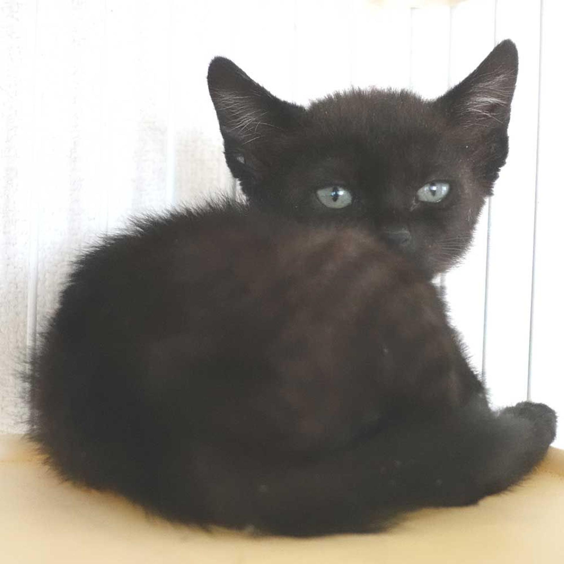 pet-image-4
