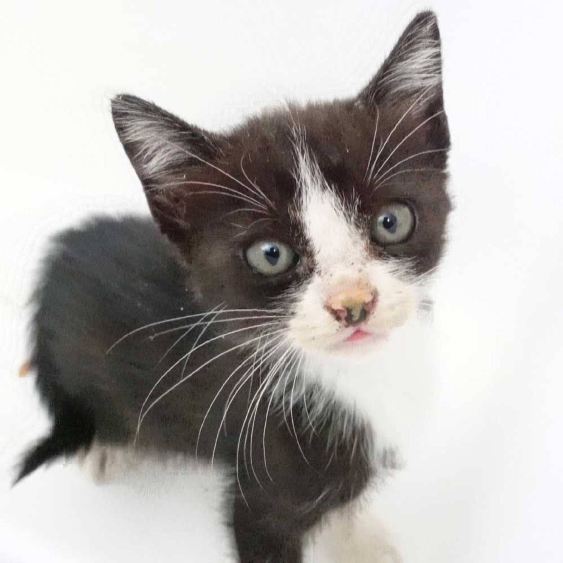 雑種（ミックス猫）・メスの里親募集の写真