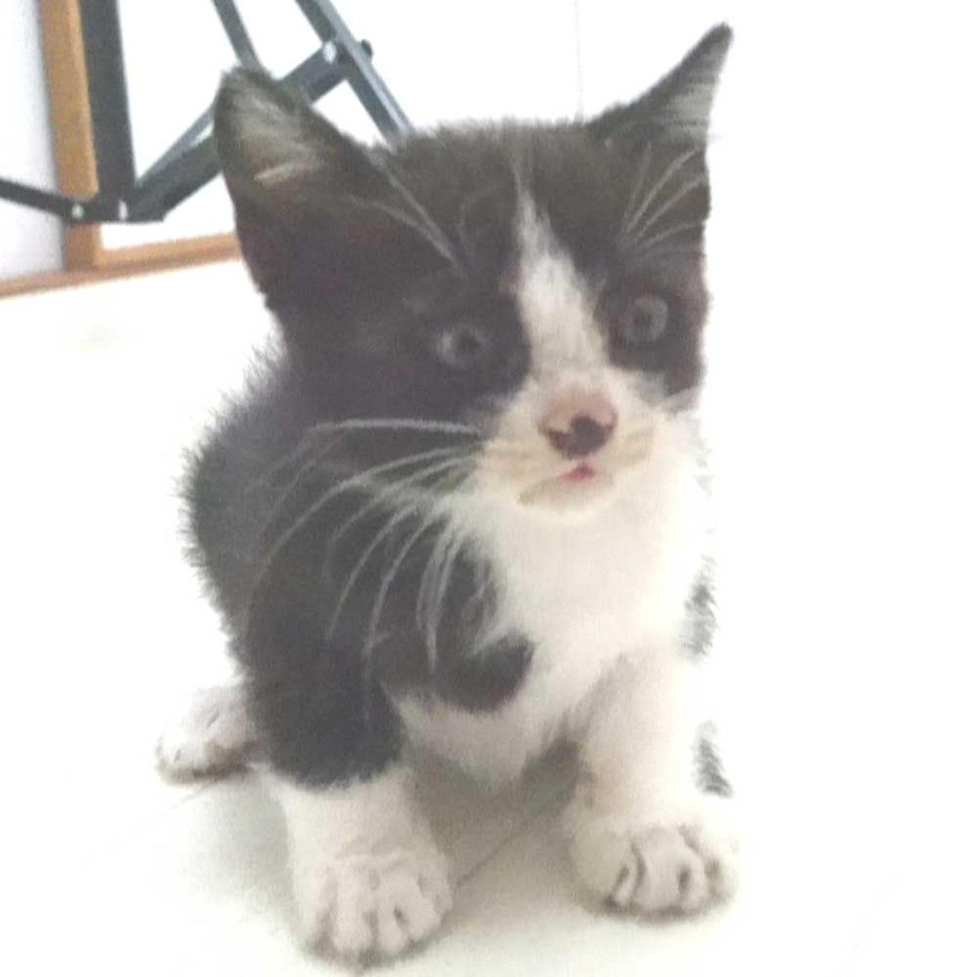 pet-image-4