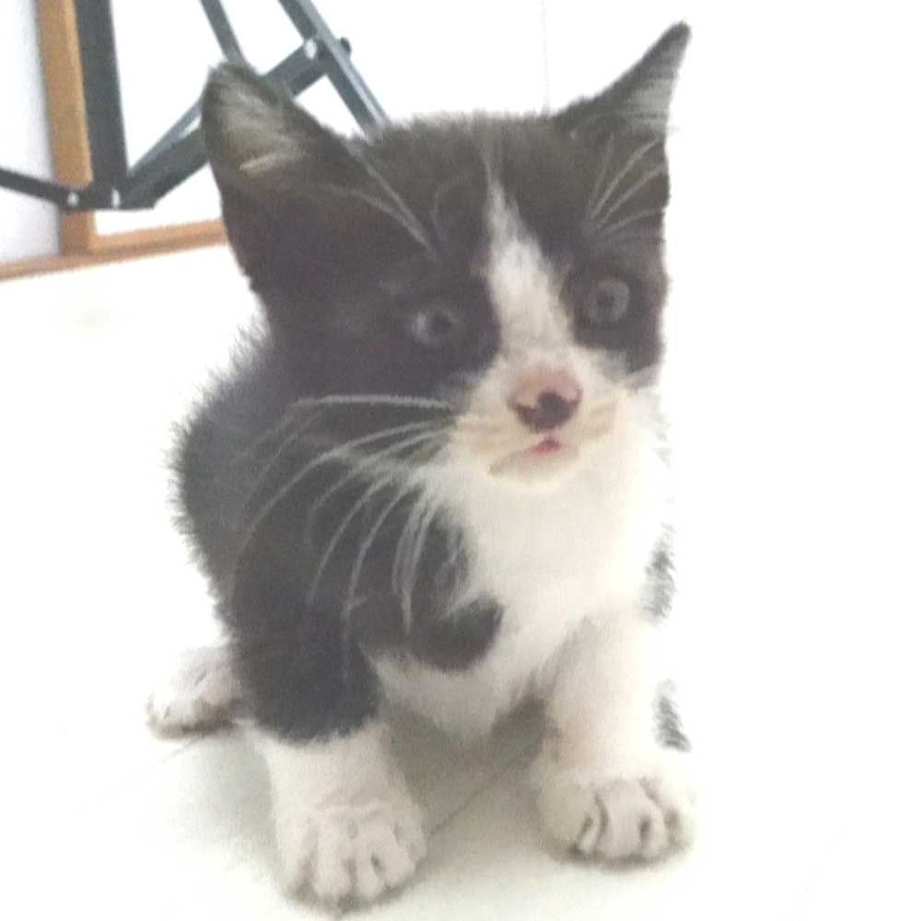 pet-image-4